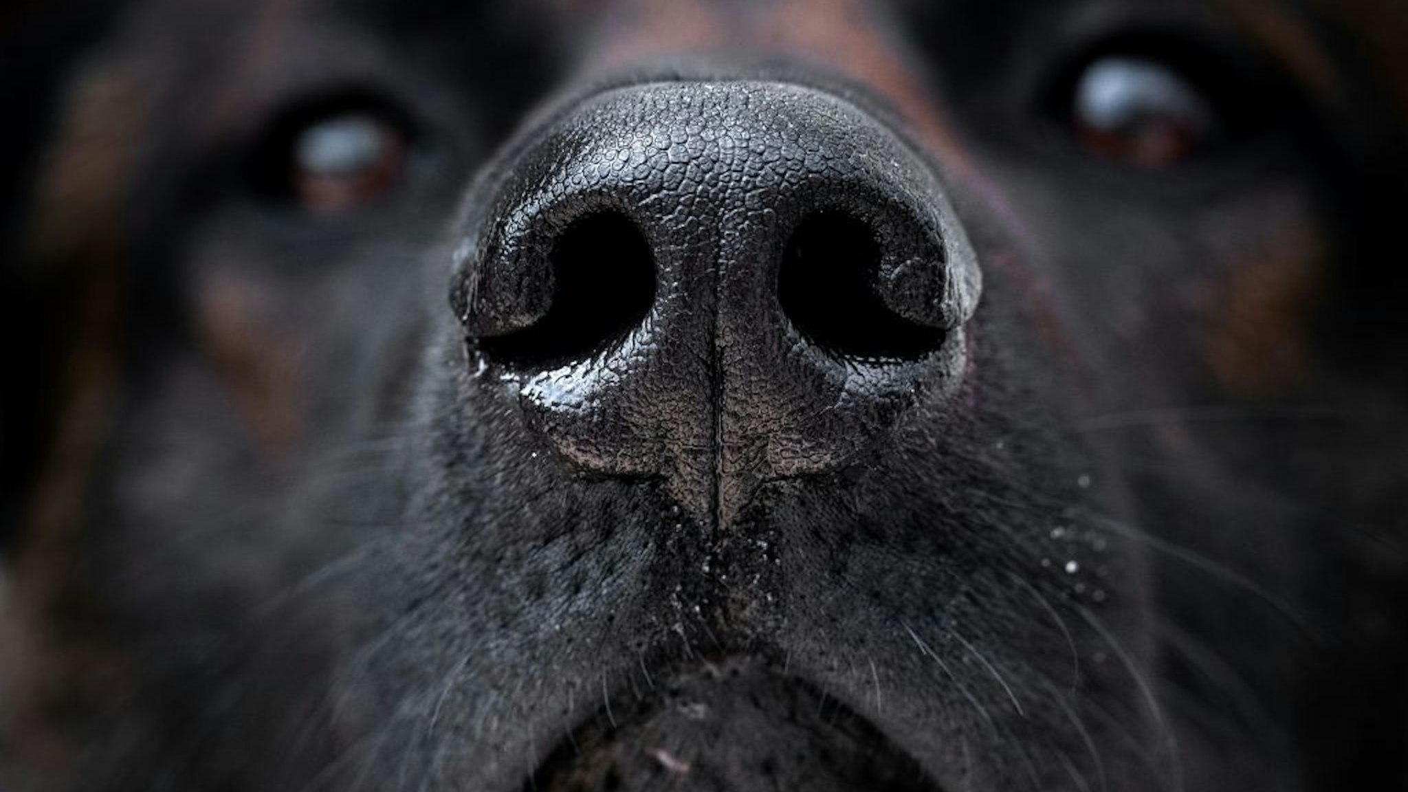 A Malinois dogs looks on as it is taught to find a piece of fabric infected with the COVID-19 (the novel coronavirus) bacteria during a training session, on May 13, 2020, in Maison-Alfort, on the outskirts of Paris, as France eases lockdown measures taken to curb the spread of the COVID-19.