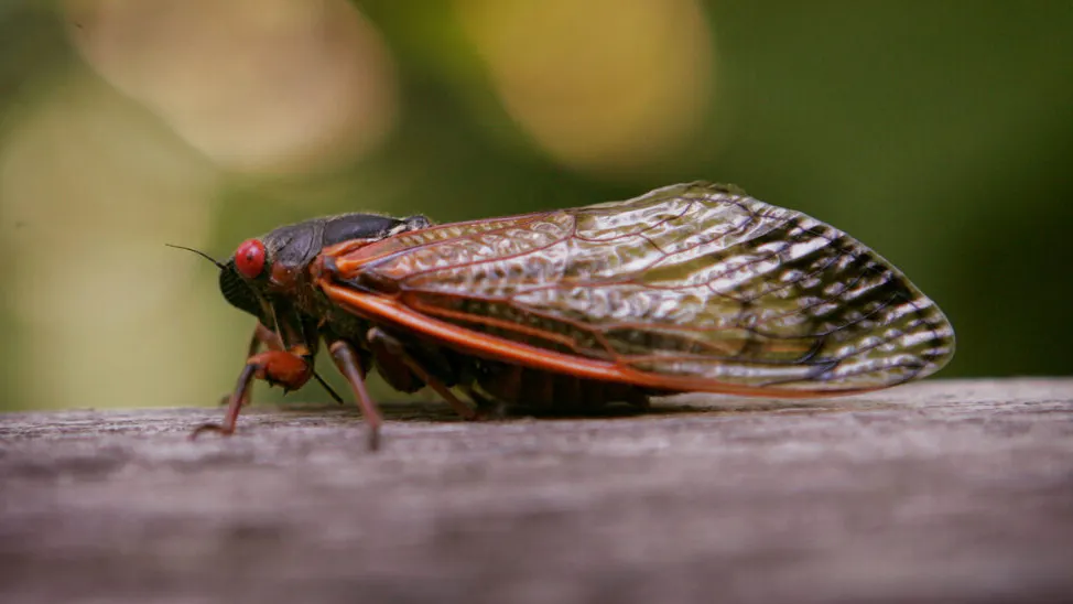After Spending 17 Years Underground, Trillions of ‘Brood X’ Cicadas Will Soon Appear In 15 States