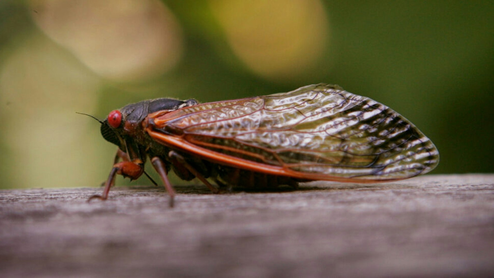 WILLOW SPRINGS, IL - JUNE 11: A cicada sits on a fence at a forest preserve June 11, 2007 in Willow Springs, Illinois. The periodical cicadas are among the millions in the area that have emerged from the ground and taken to the trees during the past couple of weeks as part of their 17-year hatch cycle.