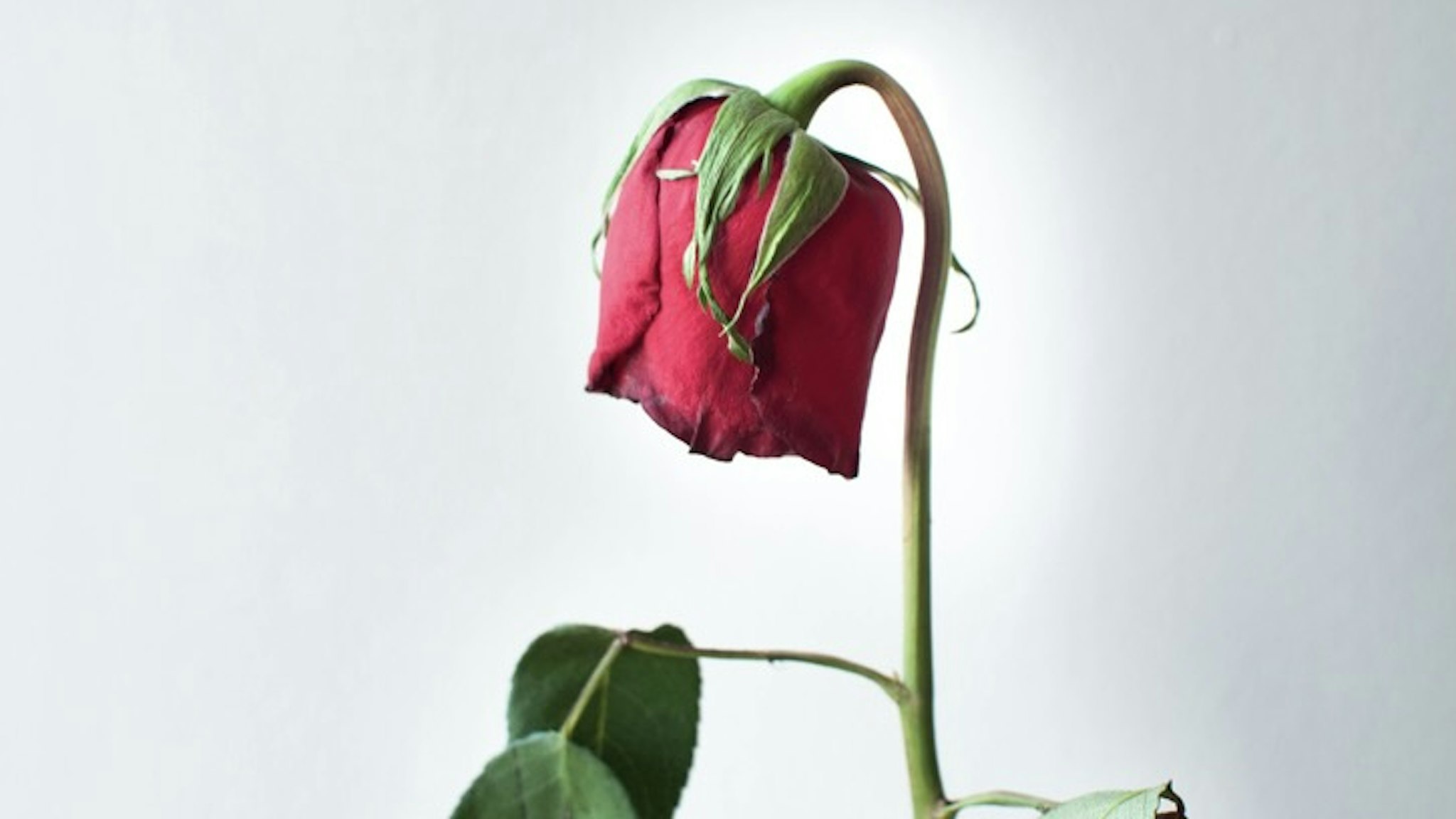 Holding a dried rose flower - stock photo Holding a dried rose flower against white background