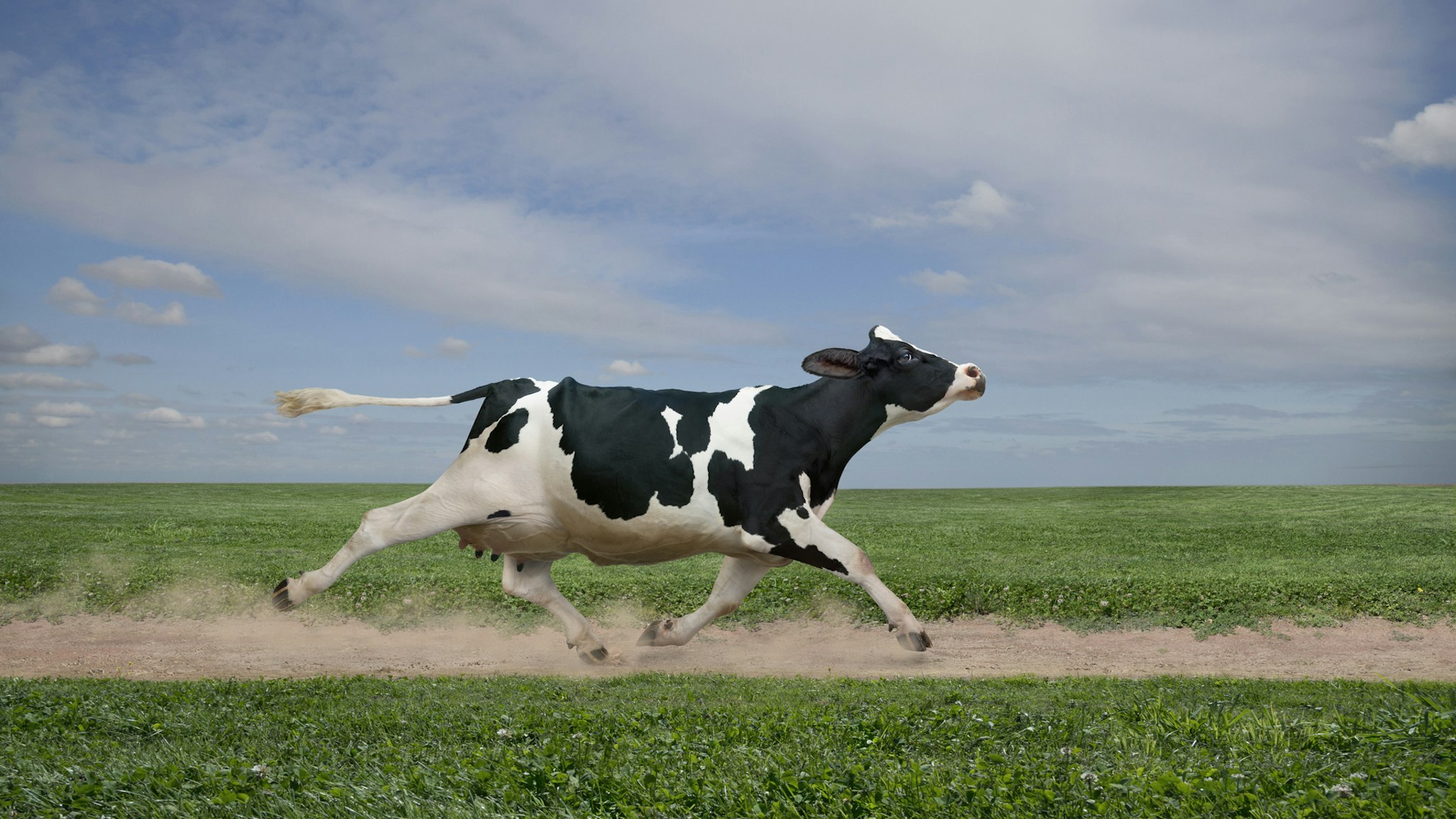 Cow running on dirt path in crop field - stock photo
