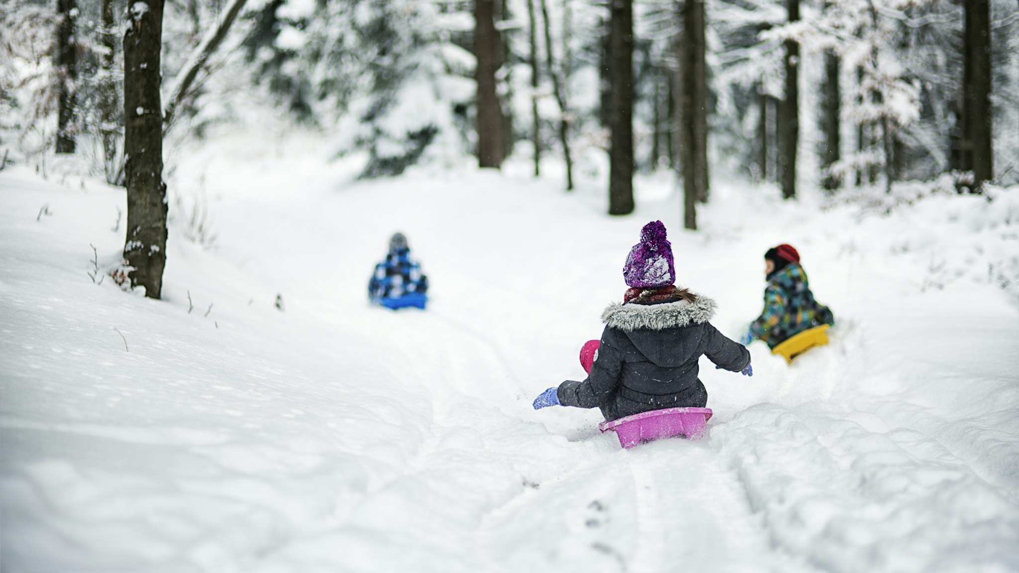Three kids tobogganing on snowy path in winter forest, Cold winter day. Back view.