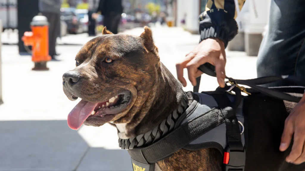 Professor: Shelter Animals Are Being Euthanized Because Of ‘Capitalism,’ ‘White Supremacy’