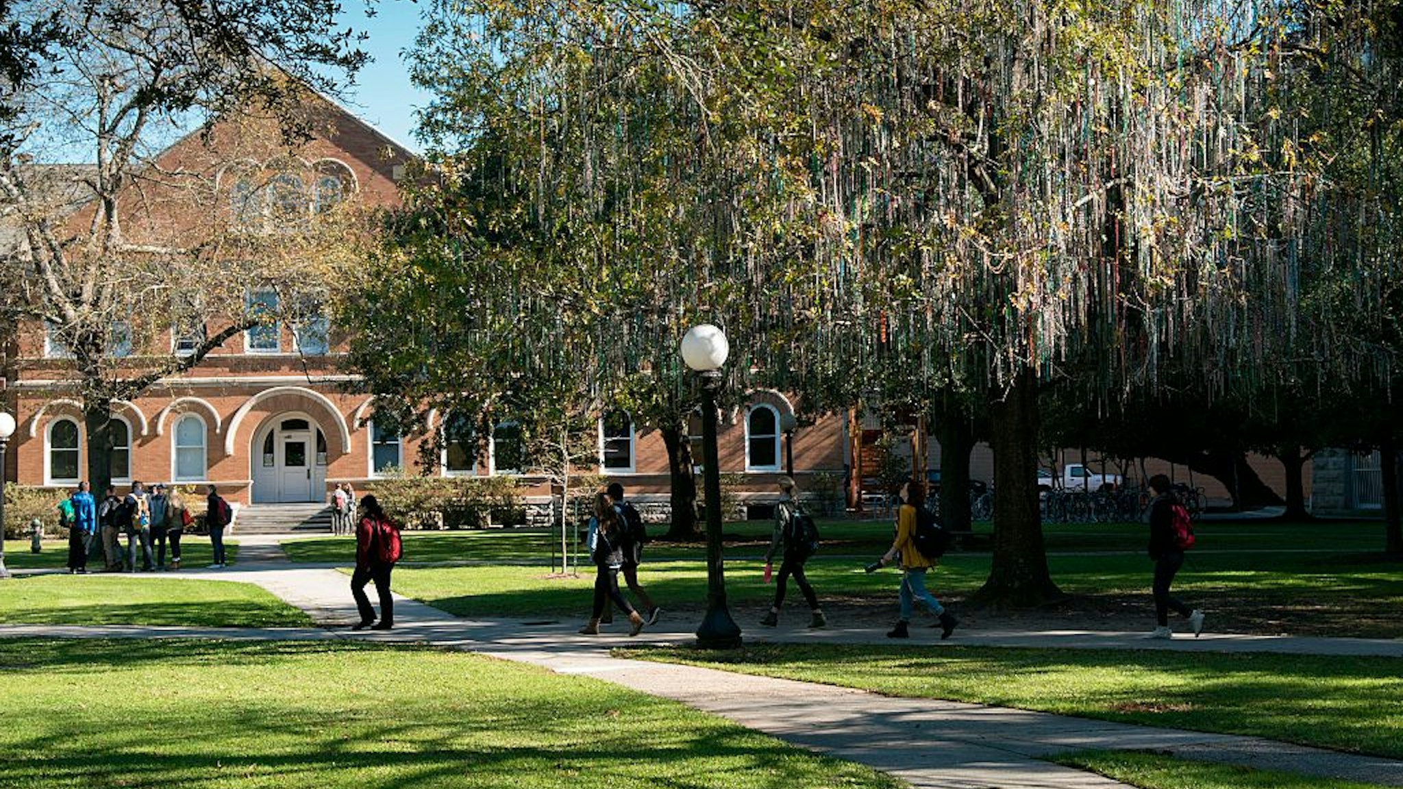 Beads hang from tree limbs on the campus of Tulane University, New Orleans, Louisiana.