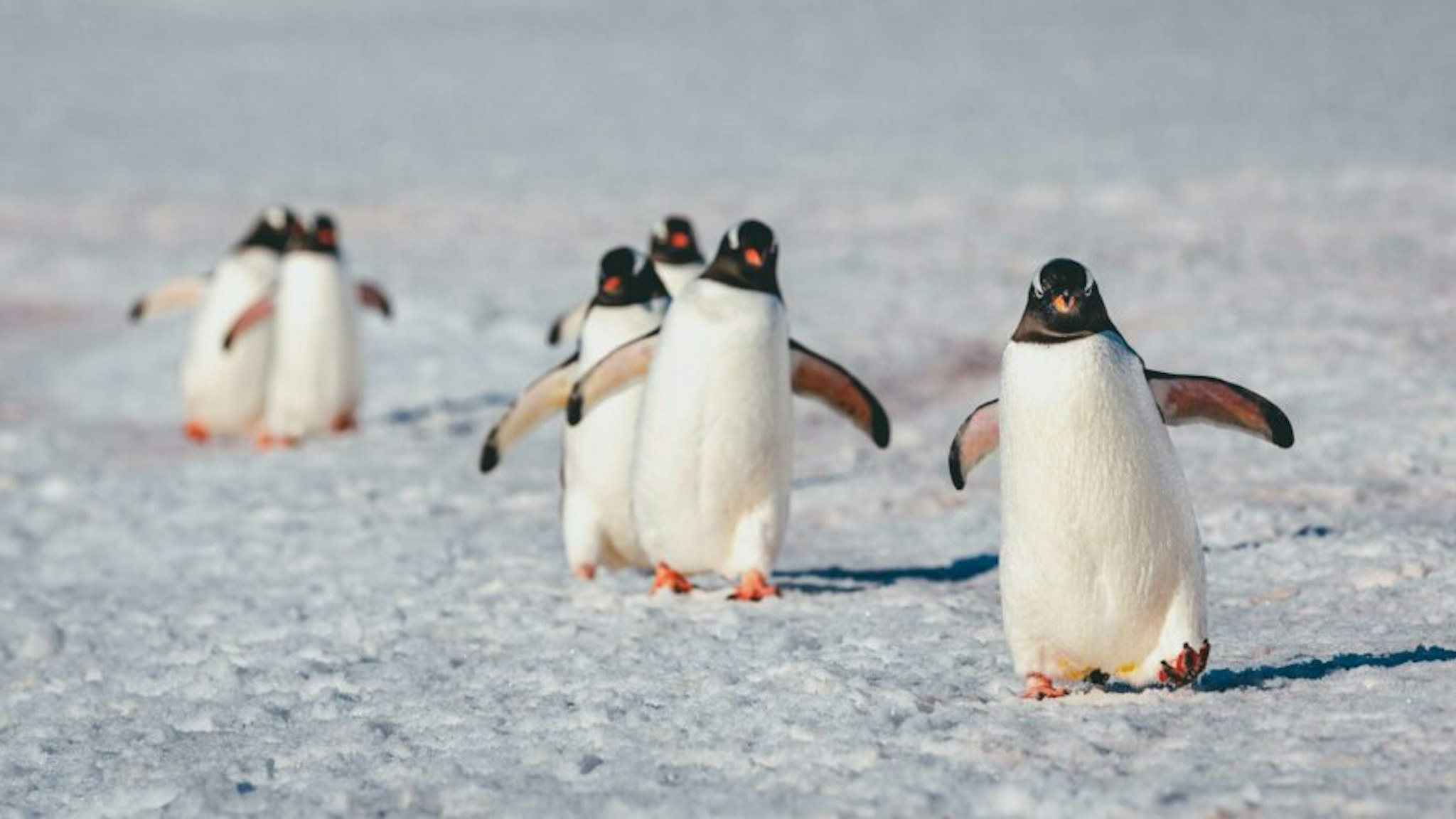 Gentoo penguins antarctica