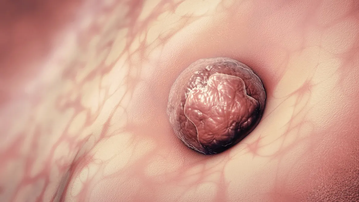 Scientists’ Lab Creations Of Living ‘Model Embryos’ Raise Ethics Questions