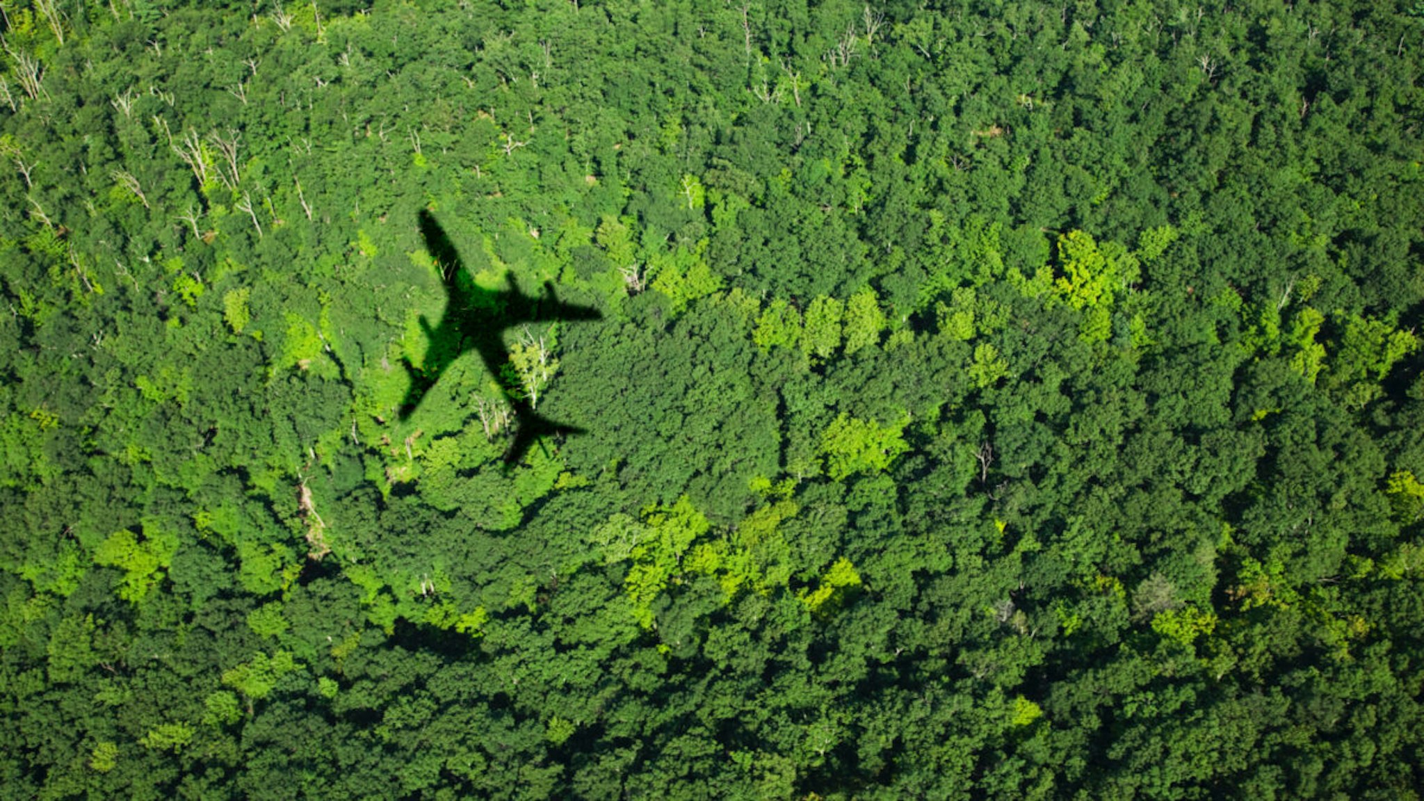 Plane over forest.