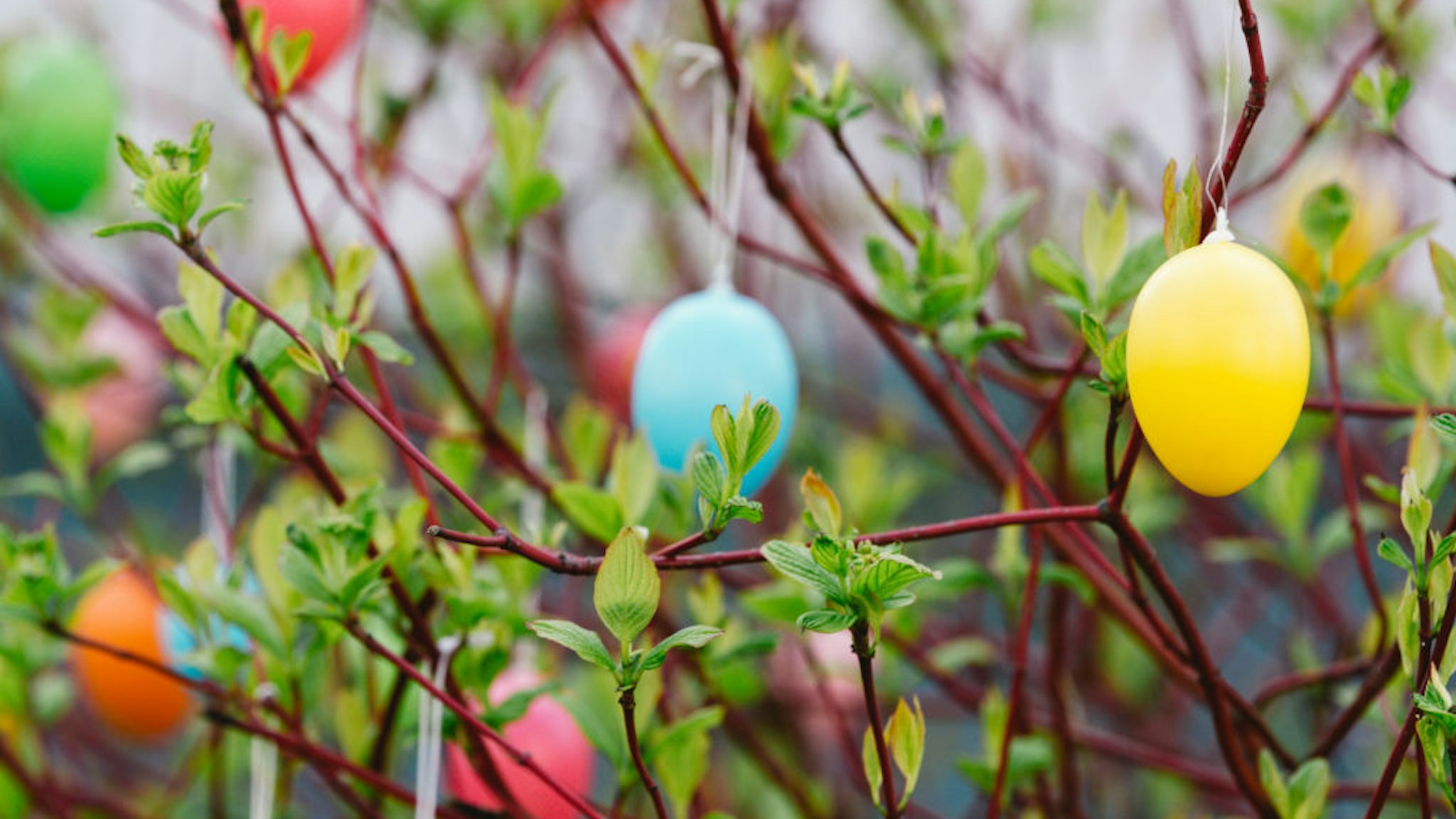 Easter eggs hang on a tree in Cologne, Germany on March 24, 2021