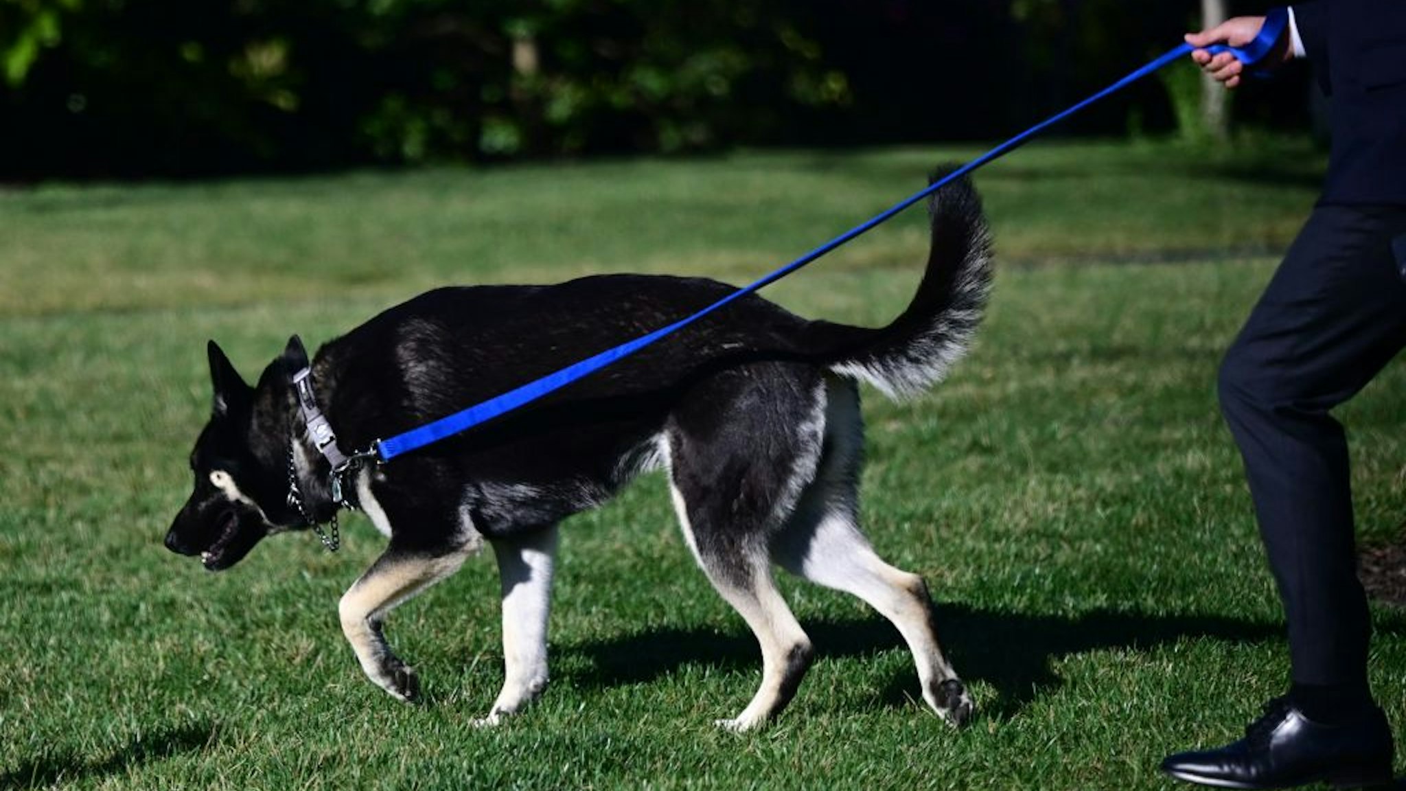 An aide walks the Bidens dog Major on the South Lawn of the White House in Washington, DC, on March 29, 2021.