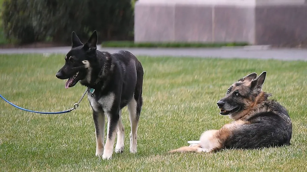One Of Biden’s Dogs Poops On Floor Outside WH Diplomatic Room: Pool