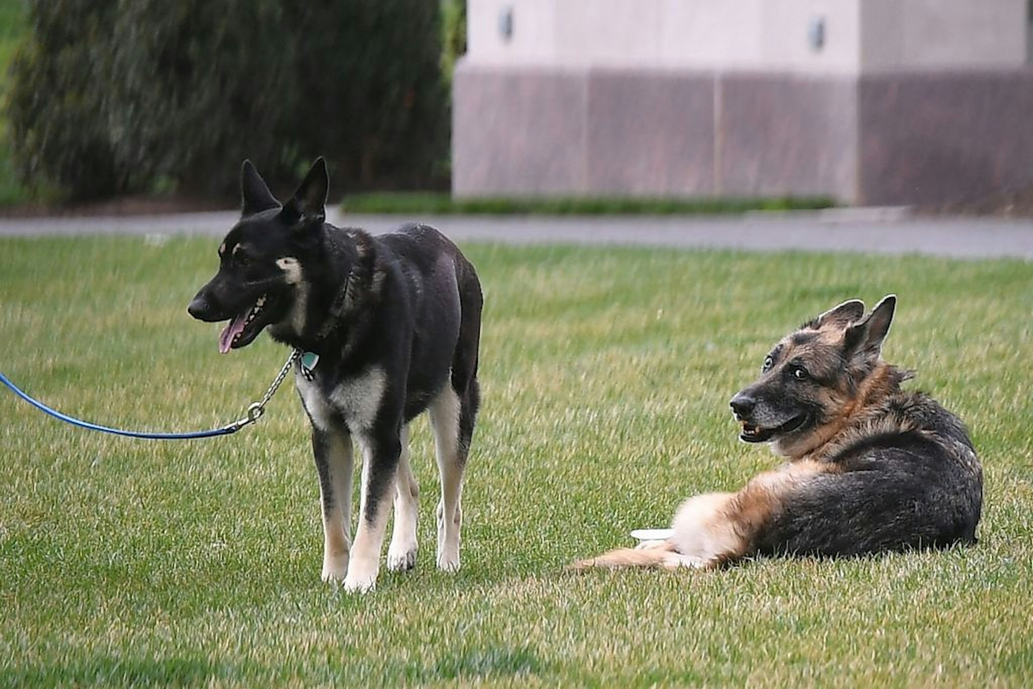 The Bidens dogs Champ(R) and Major are seen on the South Lawn of the White House in Washington, DC, on March 31, 2021