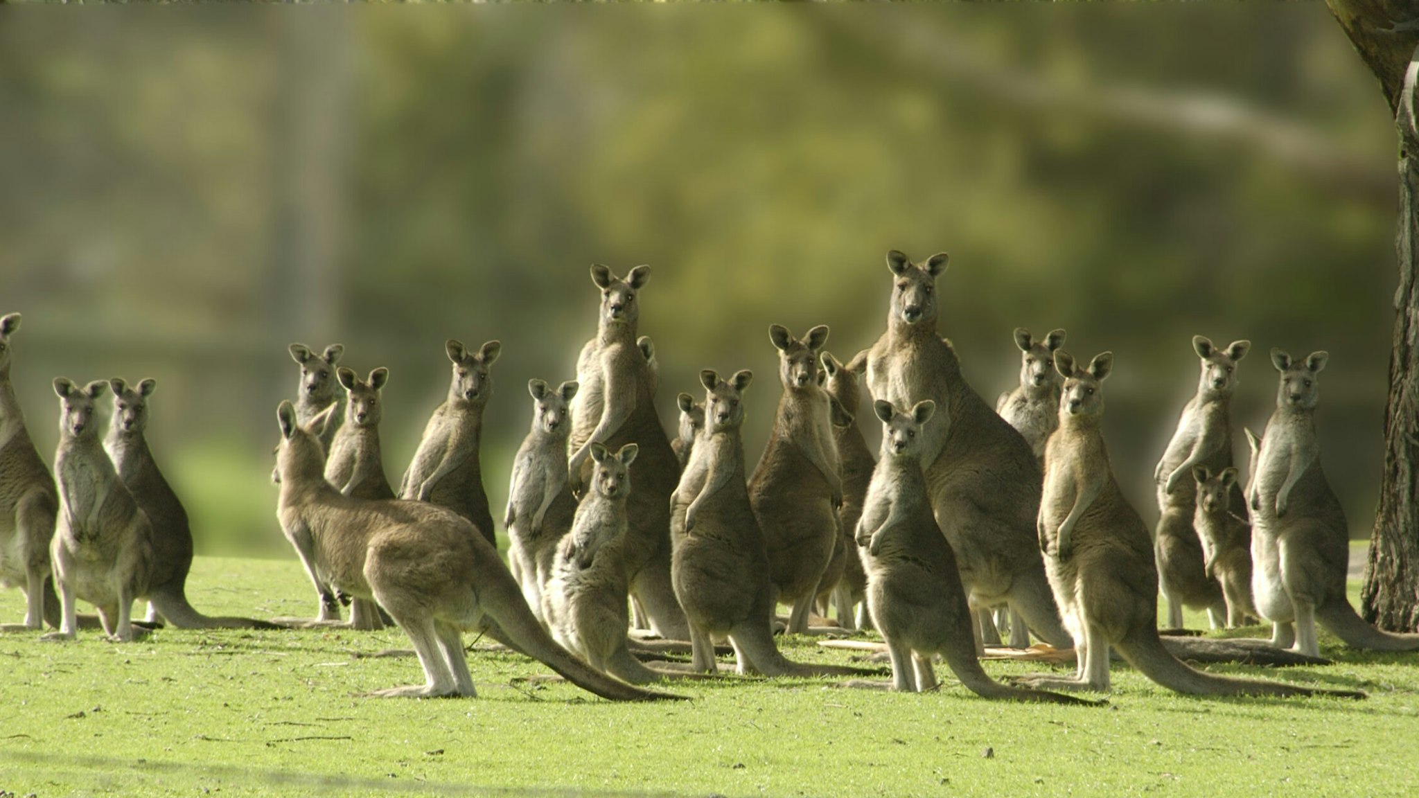 Eastern Gray Kangaroos - stock photo