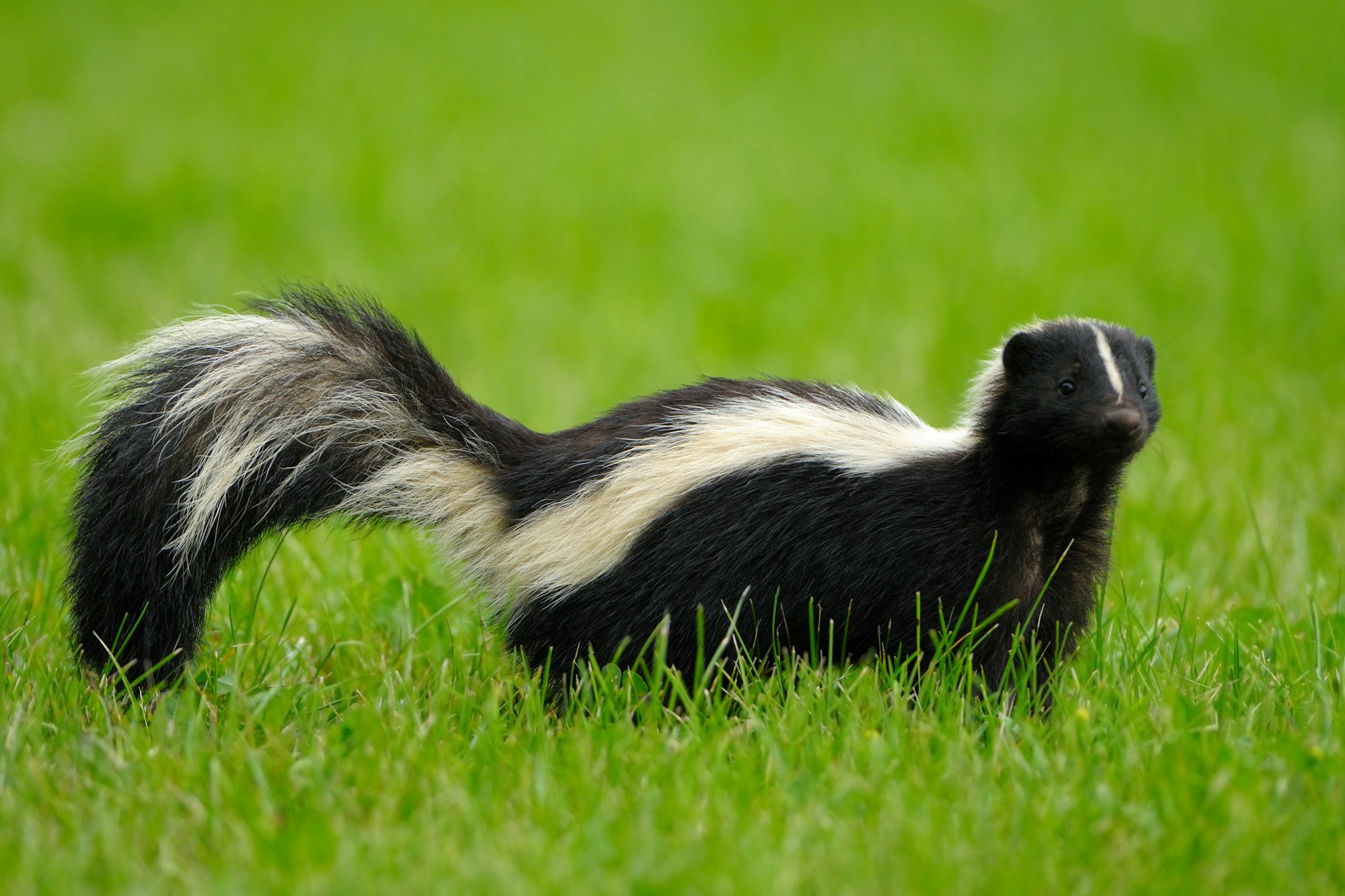 Portrait of skunk in grass - stock photo