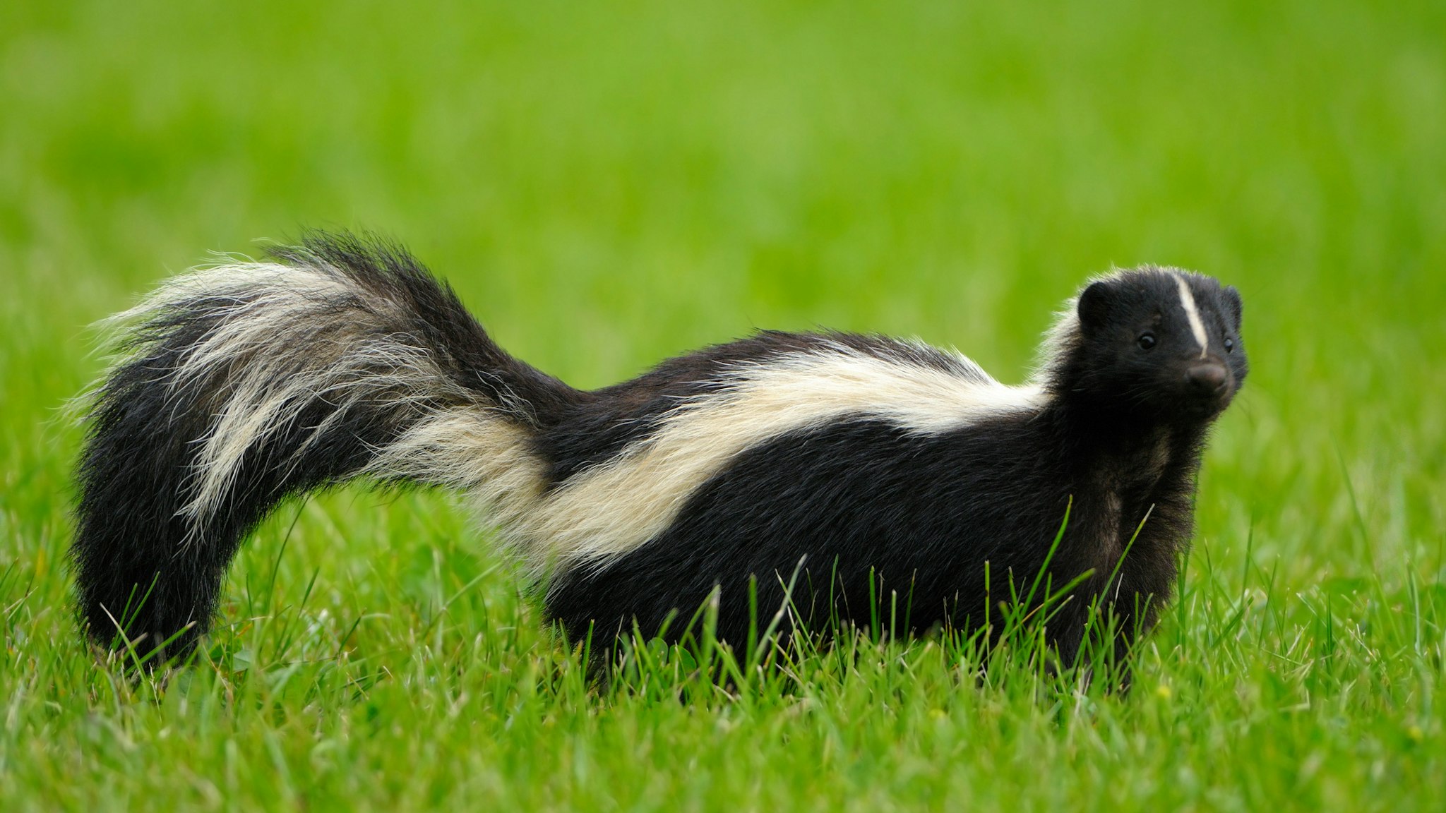 Portrait of skunk in grass - stock photo