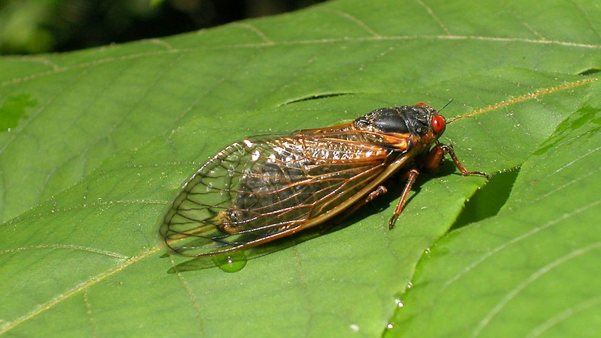 RESON, VA - MAY 16: A newly emerged adult cicada suns itself on a leaf May 16, 2004 in Reston, Virginia. After 17-years living below ground, billions of cicadas belonging to Brood X are beginning to emerge across much of the eastern United States. The cicadas shed their larval skin, spread their wings, and fly out to mate, making a tremendous noise in the process. (Photo by