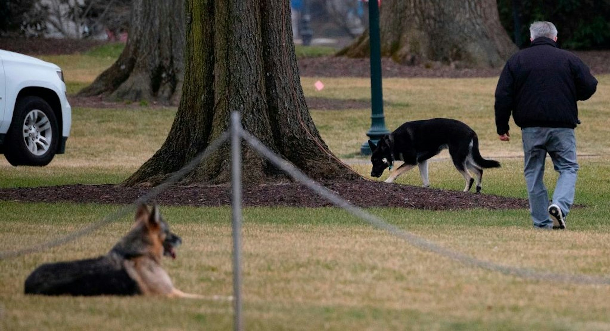 First dogs Champ and Major Biden are seen on the South Lawn of the White House in Washington, DC, on January 25, 2021. - Joe Biden's dogs Champ and Major have moved into the White House, reviving a long-standing tradition of presidential pets that was broken under Donald Trump. The pooches can be seen trotting on the White House grounds in pictures retweeted by First Lady Jill Biden's spokesman Michael LaRosa, with the pointed obelisk of the Washington Monument in the background."Champ is enjoying his new dog bed by the fireplace, and Major loved running around on the South Lawn," LaRosa told CNN in a statement on January 25, 2021. (Photo by JIM WATSON / AFP) (Photo by