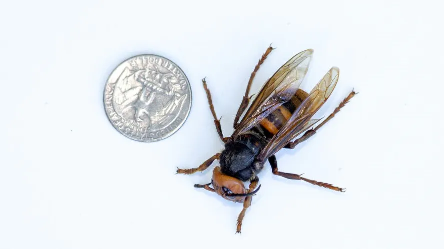 Just Like COVID-19, Murder Hornets Are Back, Too