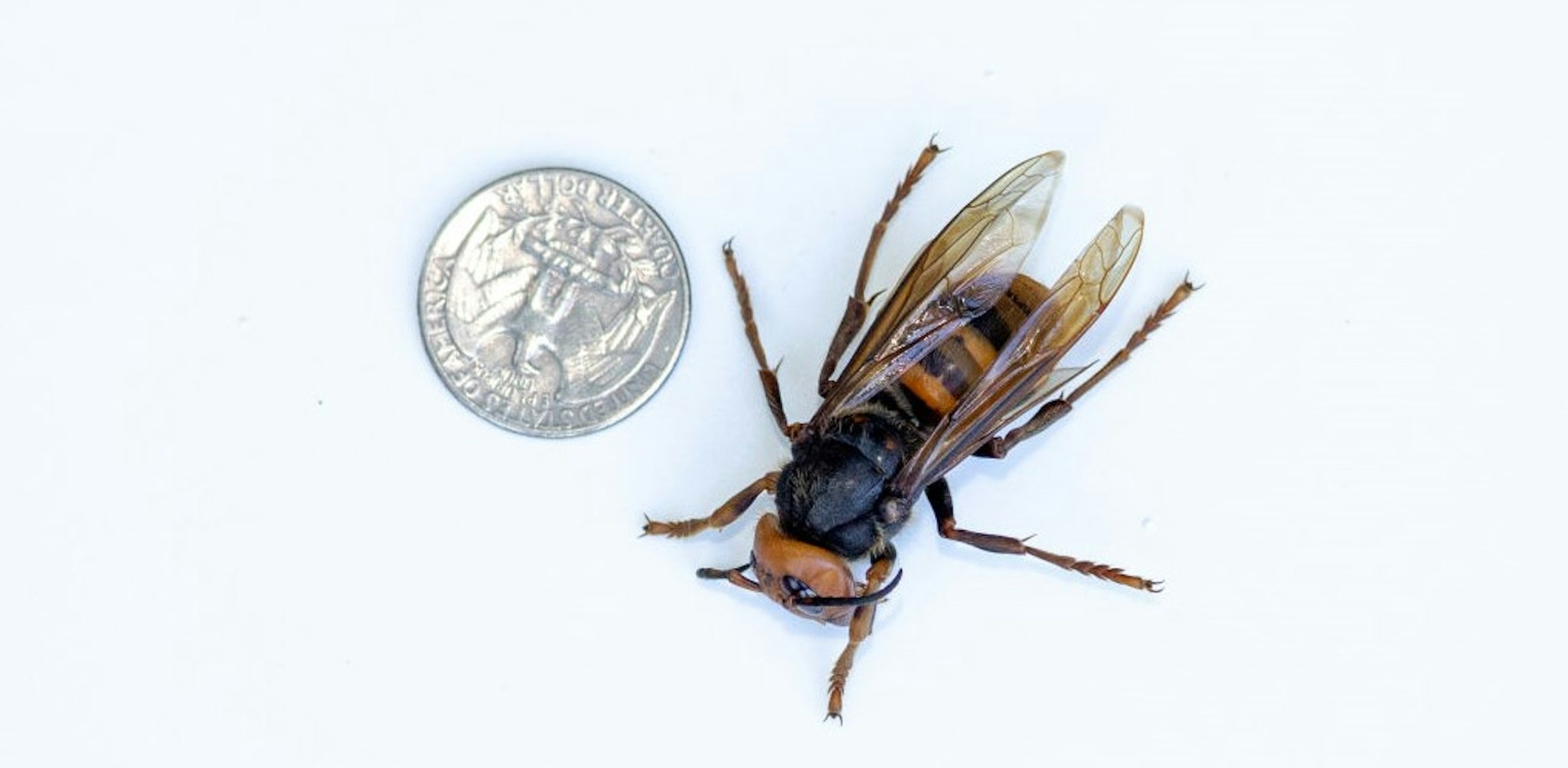 BELLINGHAM, WA - JULY 29: A sample specimen of a dead Asian Giant Hornet from Japan, also known as a murder hornet, is shown next to a U.S. quarter on July 29, 2020 in Bellingham, Washington. Asian giant hornets attack and destroy honeybee hives. The Washington State Department of Agriculture (WSDA) currently has 442 traps throughout the state. To date, five Asian Giant Hornets have been found in Washington state, all by public citizens in Whatcom County. (Photo by