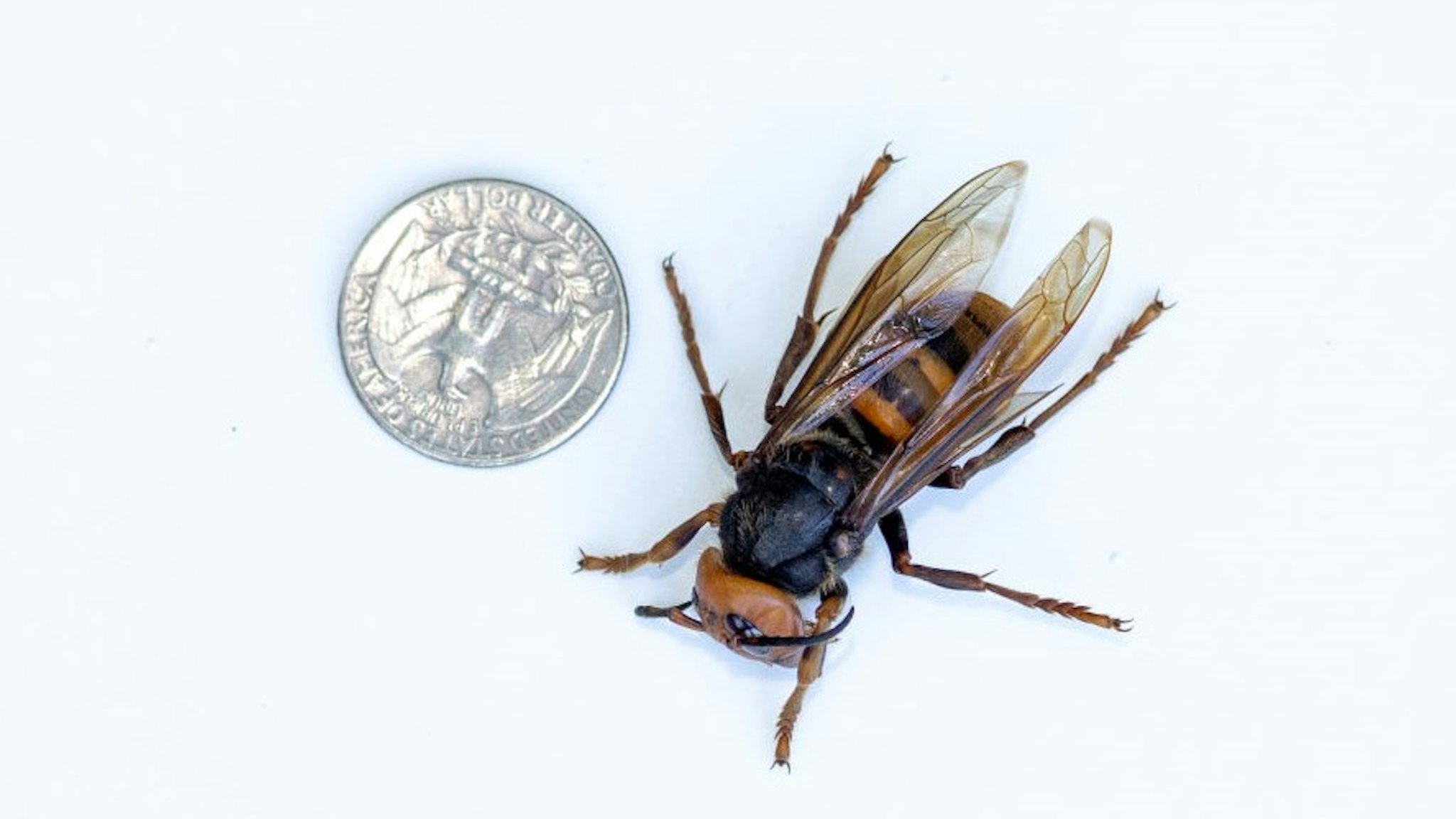 BELLINGHAM, WA - JULY 29: A sample specimen of a dead Asian Giant Hornet from Japan, also known as a murder hornet, is shown next to a U.S. quarter on July 29, 2020 in Bellingham, Washington. Asian giant hornets attack and destroy honeybee hives. The Washington State Department of Agriculture (WSDA) currently has 442 traps throughout the state. To date, five Asian Giant Hornets have been found in Washington state, all by public citizens in Whatcom County. (Photo by