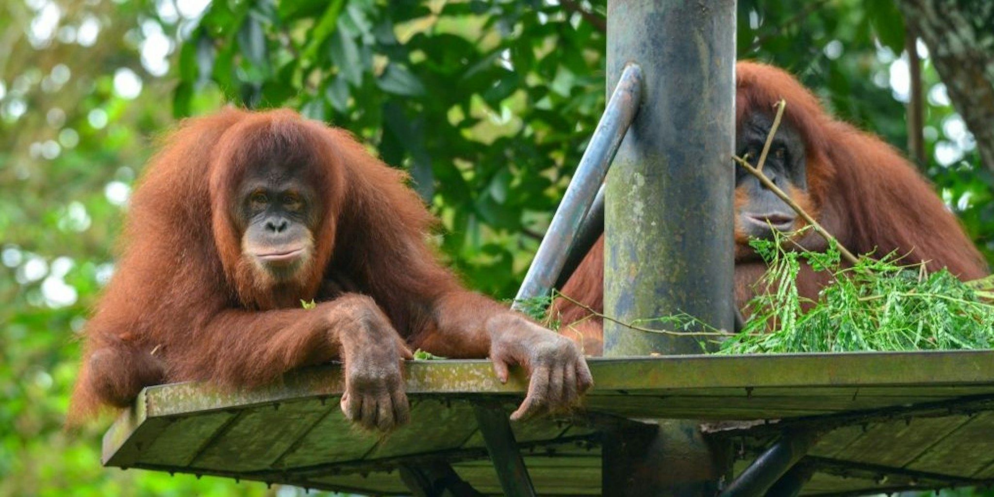 KUALA LUMPUR, Dec. 19, 2020 -- Sumatran orangutans are seen at Zoo Negara near Kuala Lumpur, Malaysia, Dec. 19, 2020. Zoo Negara reopened to the public on Dec. 18 after two months' closure forced by the conditional movement control order CMCO in the area. Based upon current assessments, the Zoo will remain open as scheduled with reduced capacity of 1,250 visitors. (Photo by