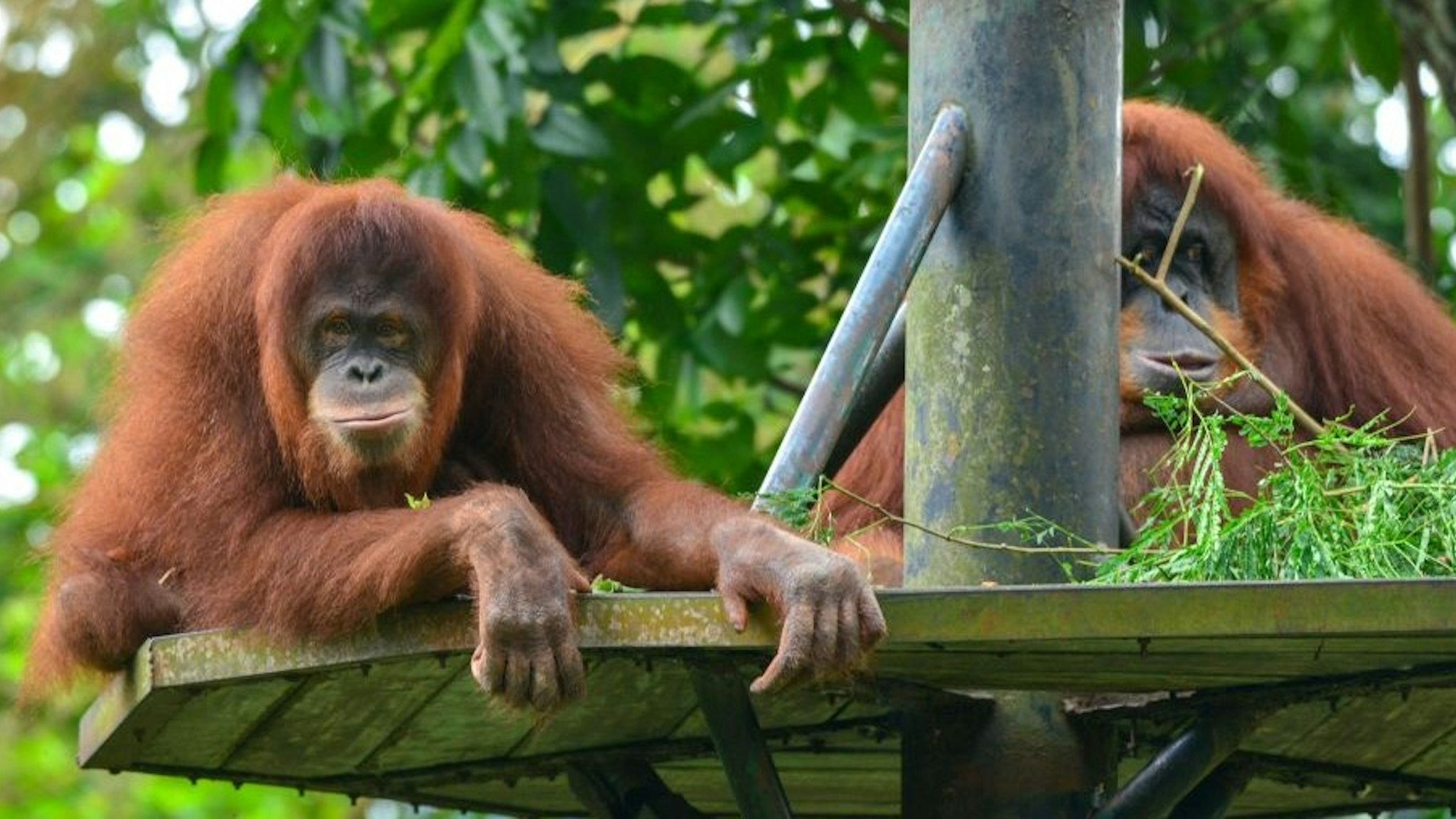 KUALA LUMPUR, Dec. 19, 2020 -- Sumatran orangutans are seen at Zoo Negara near Kuala Lumpur, Malaysia, Dec. 19, 2020. Zoo Negara reopened to the public on Dec. 18 after two months' closure forced by the conditional movement control order CMCO in the area. Based upon current assessments, the Zoo will remain open as scheduled with reduced capacity of 1,250 visitors. (Photo by