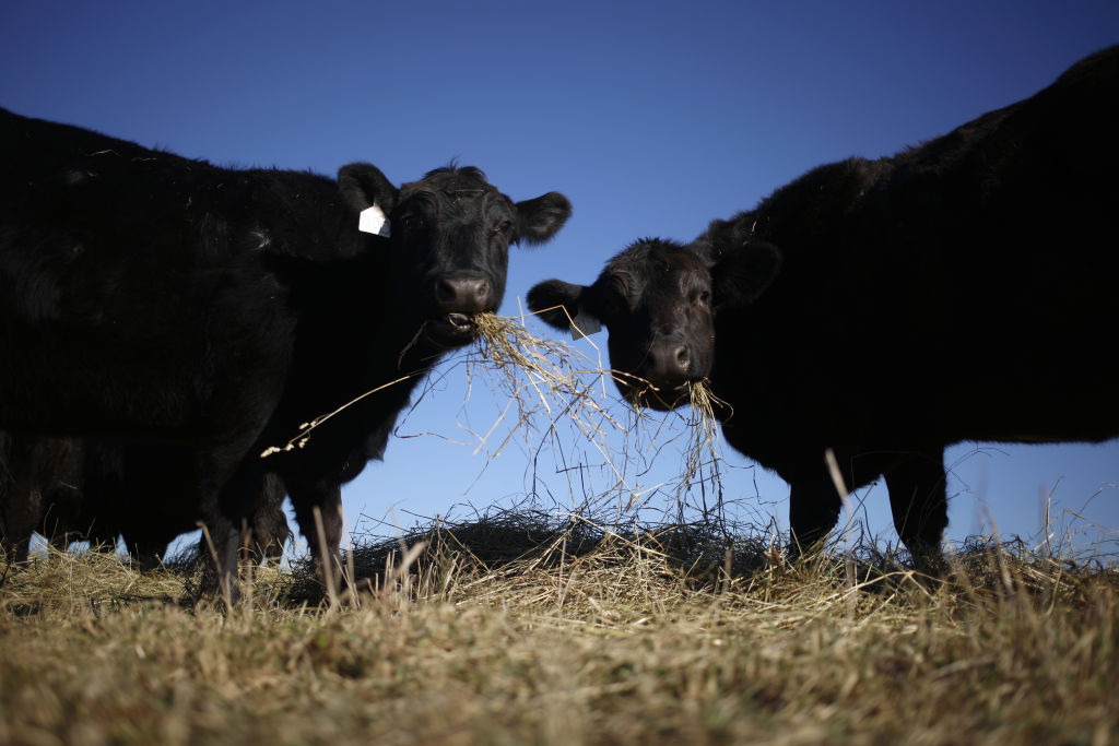 Mysterious Cattle Killings Leave Texas Police Stumped: Tongues Missing!