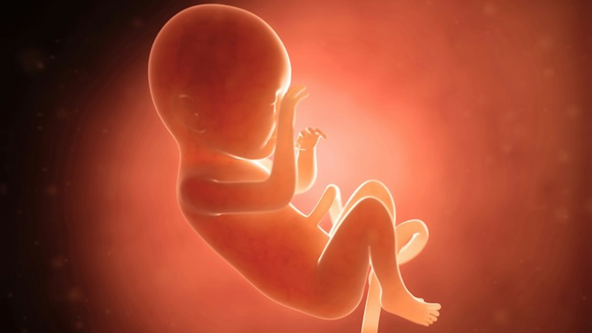 Human fetus at 7 months, illustration - stock illustration Human fetus at 7 months, computer illustration.
