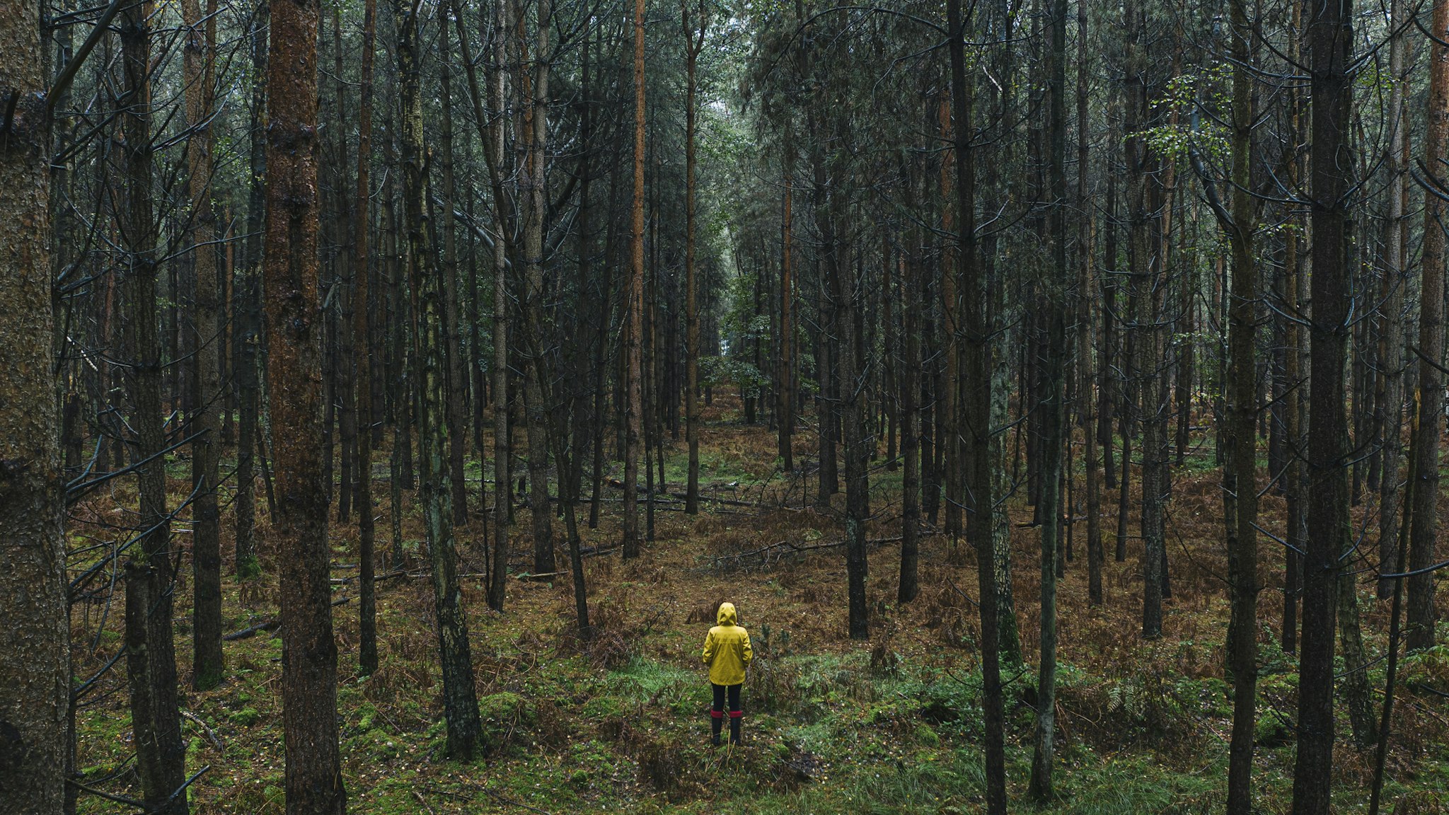 Drone footage of woman in yellow raincoat in wet forest - stock photo