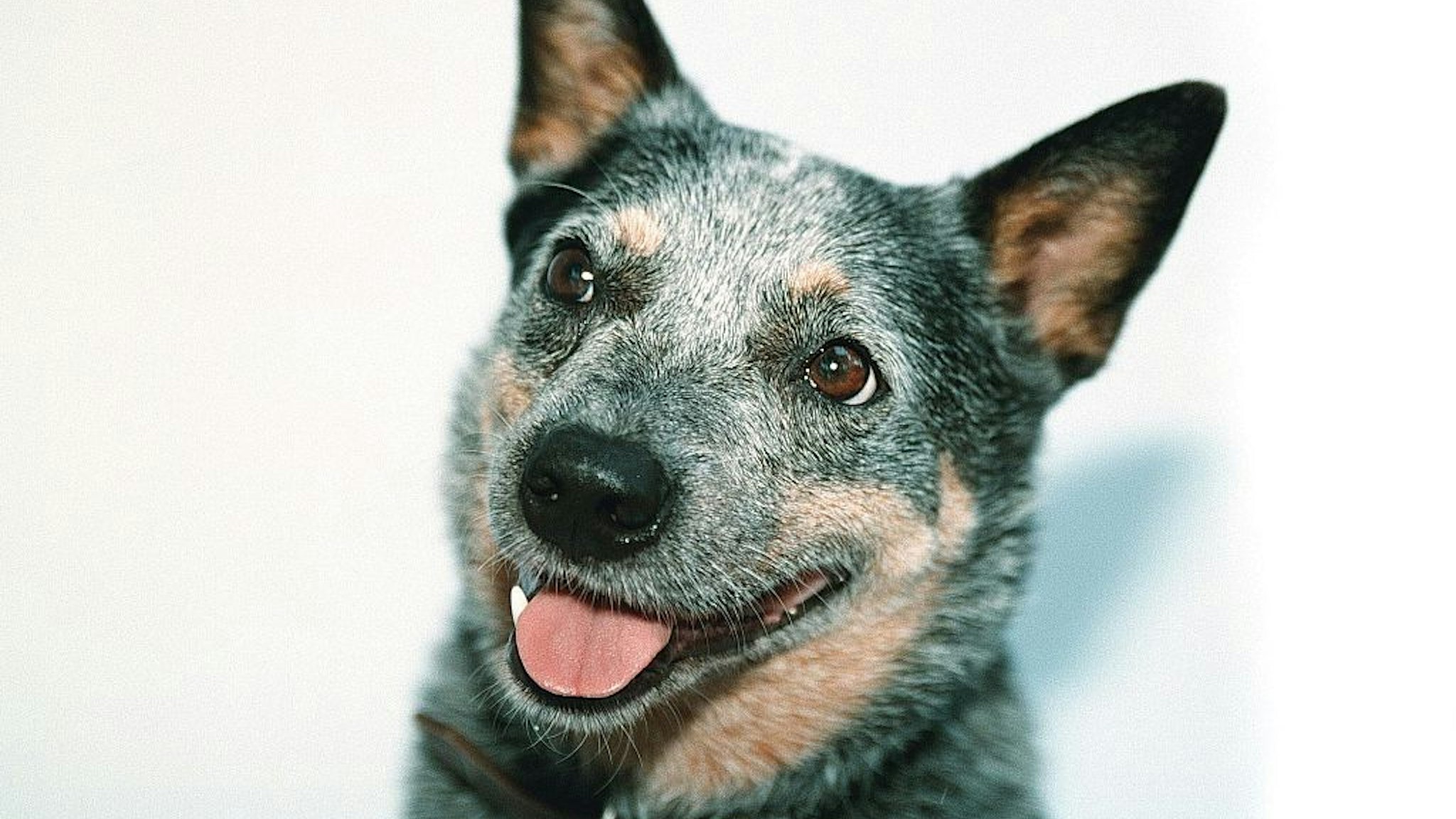 AUSTRALIA OUT) Generic blue heeler cattle dog, 23 January 2001. AFR pic by TANYA LAKE (Photo by Fairfax Media via Getty Images via Getty Images)