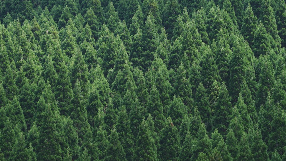 Pine Trees Full Frame Shot Of Pine Trees In Forest - stock photo