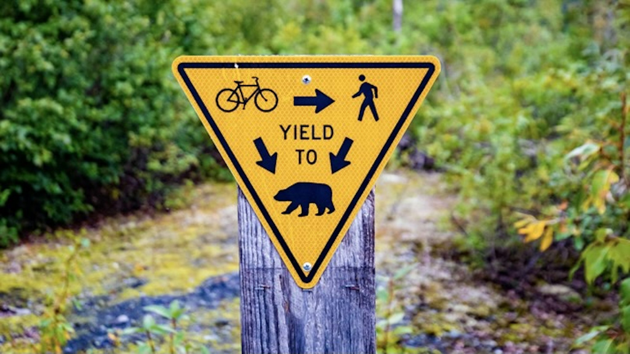 Fun yield to bears sign warning on trail - stock photo Fun yield to bears sign warning on trail in Alaska GummyBone via Getty Images