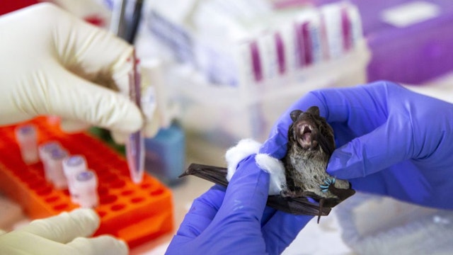 RATCHABURI, THAILAND - SEPTEMBER 12: A team of scientists and science students from Chulalongkorn University collect a blood sample from a wrinkle-lipped free-tailed bat at an on site lab near the Khao Chong Pran Cave on September 12, 2020 in Ratchaburi, Thailand. A team of researchers consisting of scientists, ecologists, and officers from Thailand's National Park Department have been conducting bat sampling collection missions throughout Thailand's countryside in an effort to understand the origins of COVID-19. Led by Dr. Supaporn Wacharapluesadee, who's team at the Thai Red Cross Emerging Infectious Diseases-Health Science Center at Chulalongkorn University was the first to analyze and confirm a COVID-19 case outside of China and has led the research in Thailand on tracing the virus. The team from Chulalongkorn University has been researching coronaviruses for 10 years with an expertise in the study of bats. The research team takes part in a catch and release program where they sample saliva, excrement, blood and tissue samples from a variety of bats in Thailand.