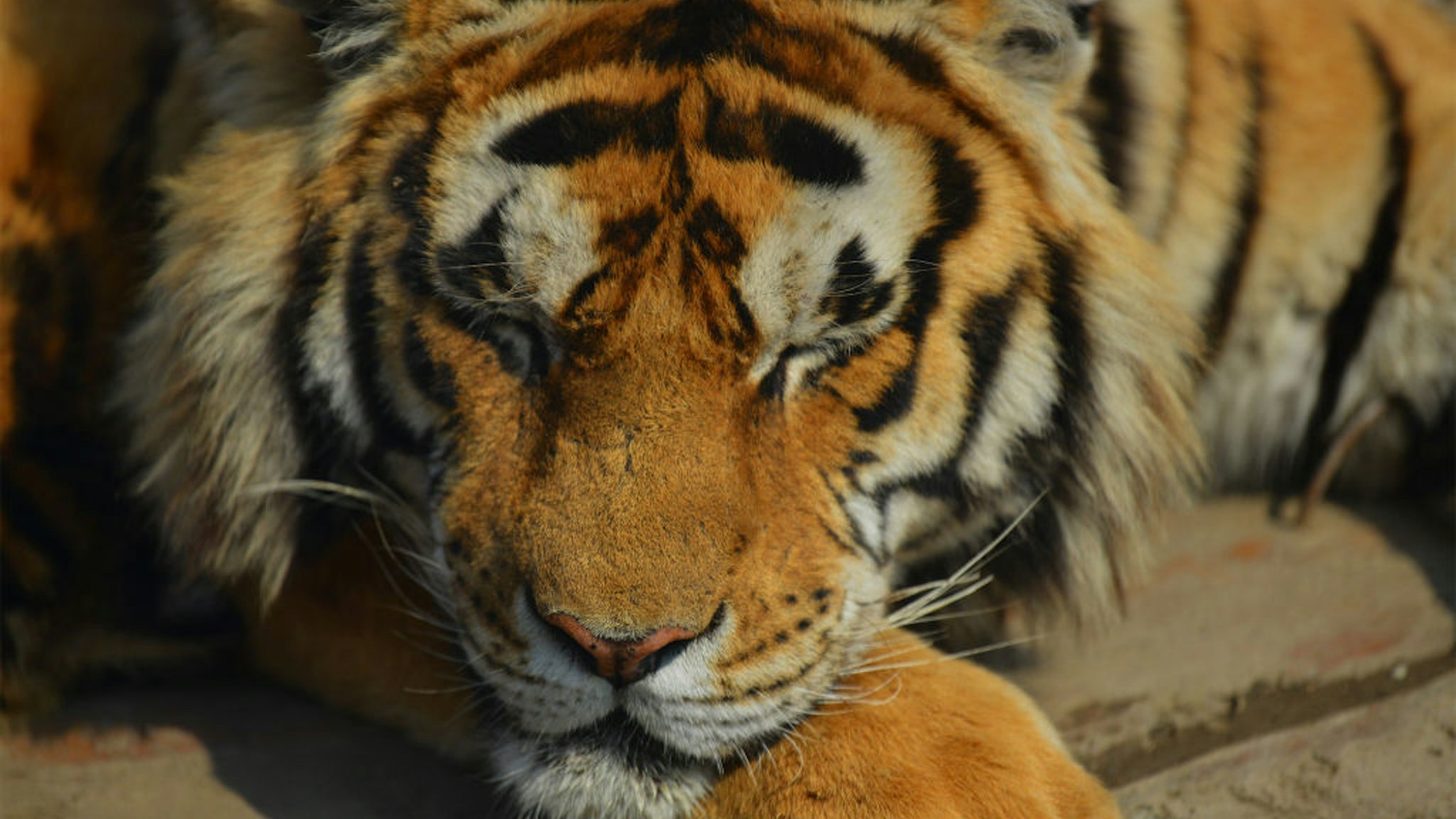 A Siberian tiger is seen at the world's largest Siberian tiger breeding and breeding base in Harbin, Heilongjiang province, China, May 1, 2021.