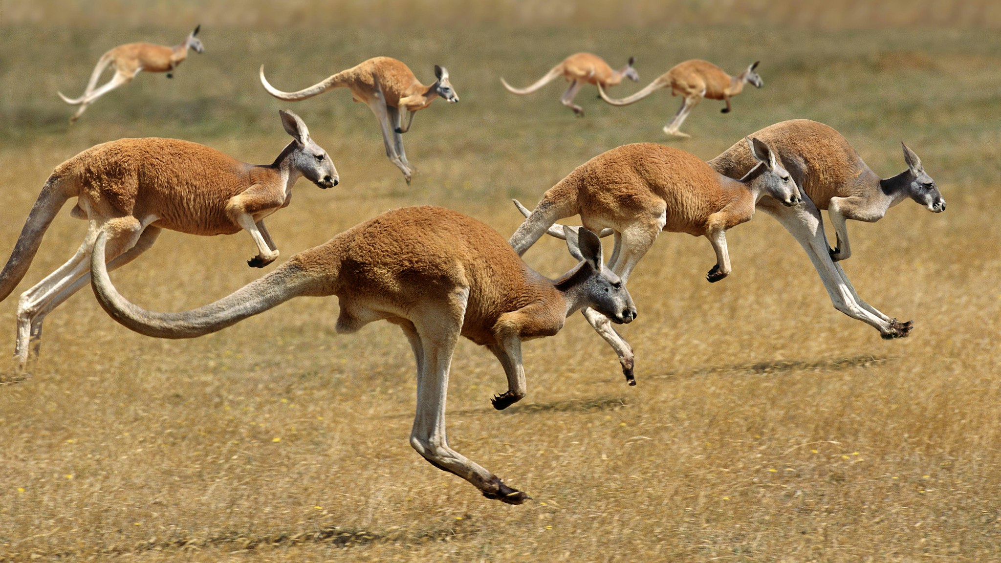 Red Kangaroo, macropus rufus, Australia, Group running - stock photo