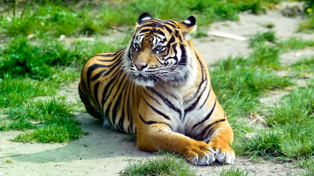 ‘F— You And Your F—ing Tiger’: Houston Neighborhood Panics After Seeing Tiger Roaming Streets