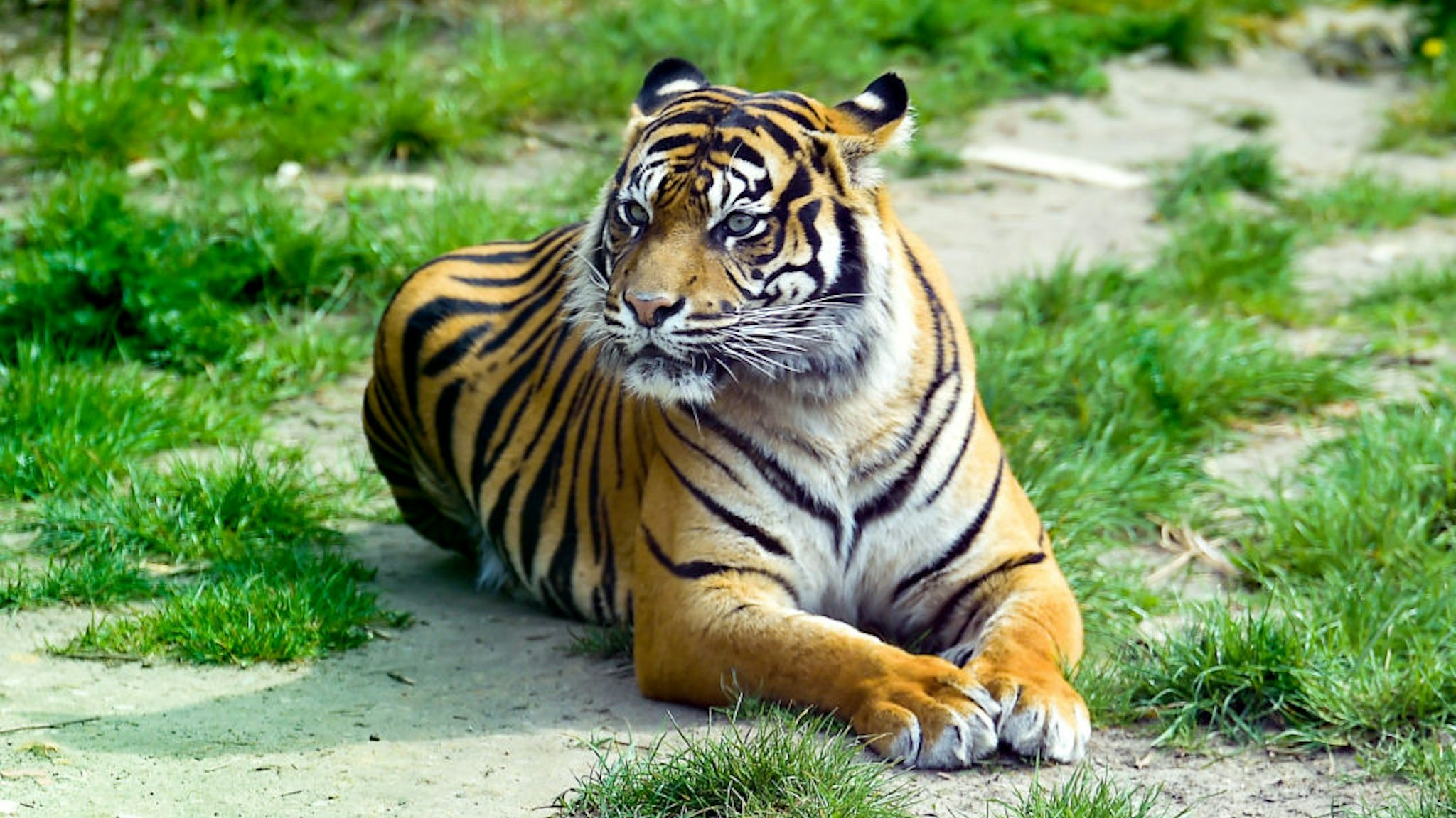 a tiger (lat. Panthera tigris) on May 01, 2021 in Osnabrueck, Germany.