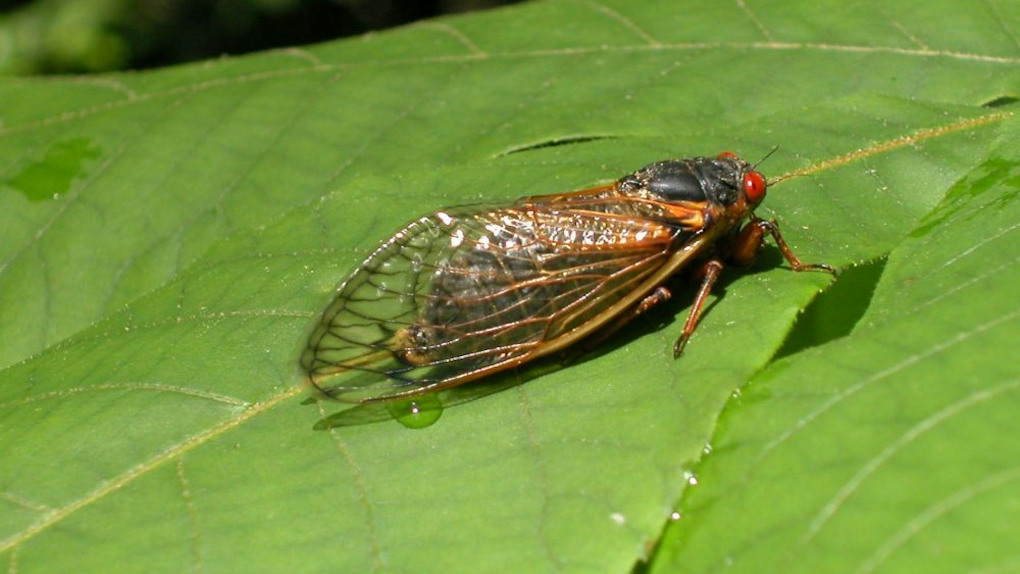 RESON, VA - MAY 16: A newly emerged adult cicada suns itself on a leaf May 16, 2004 in Reston, Virginia. After 17-years living below ground, billions of cicadas belonging to Brood X are beginning to emerge across much of the eastern United States. The cicadas shed their larval skin, spread their wings, and fly out to mate, making a tremendous noise in the process.