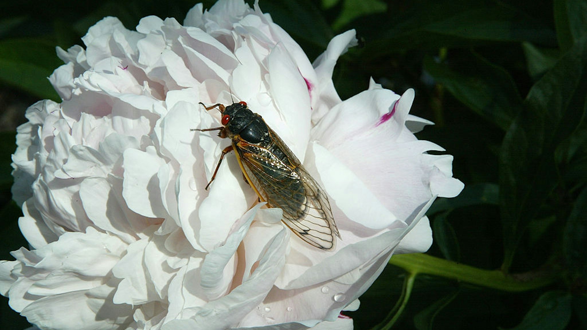 WASHINGTON - MAY 16: A newly emerged adult cicada dries its wings on a flower May 16, 2004 at a park in Washington, DC. After 17-years of living below ground, billions of cicadas belonging to Brood X begin to emerge across much of the eastern United States. The cicadas shed their larval skin, spread their wings, and fly out to mate making a tremendous noise in the process. (Photo by Alex Wong/Getty Images)