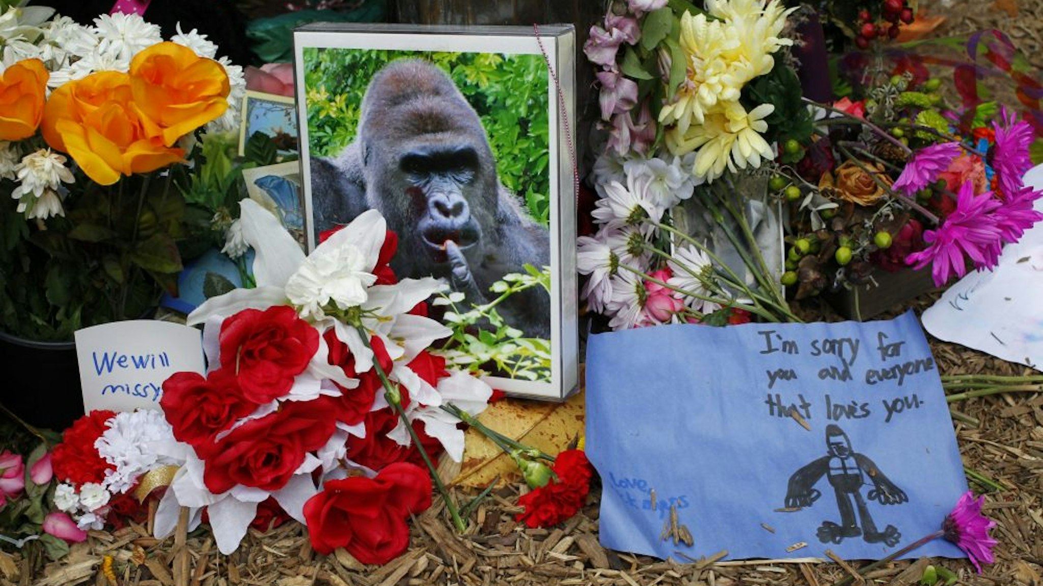 CINCINNATI, OH - JUNE 2: Flowers lay around a bronze statue of a gorilla and her baby outside the Cincinnati Zoo's Gorilla World exhibit days after a 3-year-old boy fell into the moat and officials were forced to kill Harambe, a 17-year-old Western lowland silverback gorilla June 2, 2016 in Cincinnati, Ohio. The exhibit is still closed as Zoo official work to up grade safety features of the exhibit.