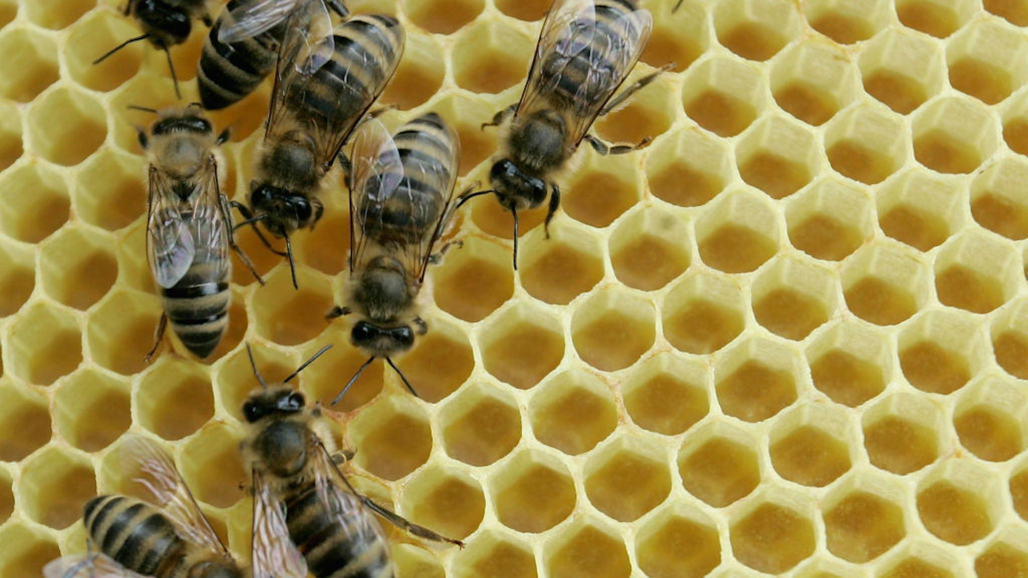 Bees MAHLBERG, GERMANY - MAY 19: Honey bees sit on a honeycomb on May 19, 2008 in Mahlberg near Freiburg, Germany. According to the German bee keepers association in the last few days honey bees died massively due to the use of pesticides. Seed corn that was sowed in the last weeks is mostly treated with clothianidin, a chemical used to protect roots from pest.