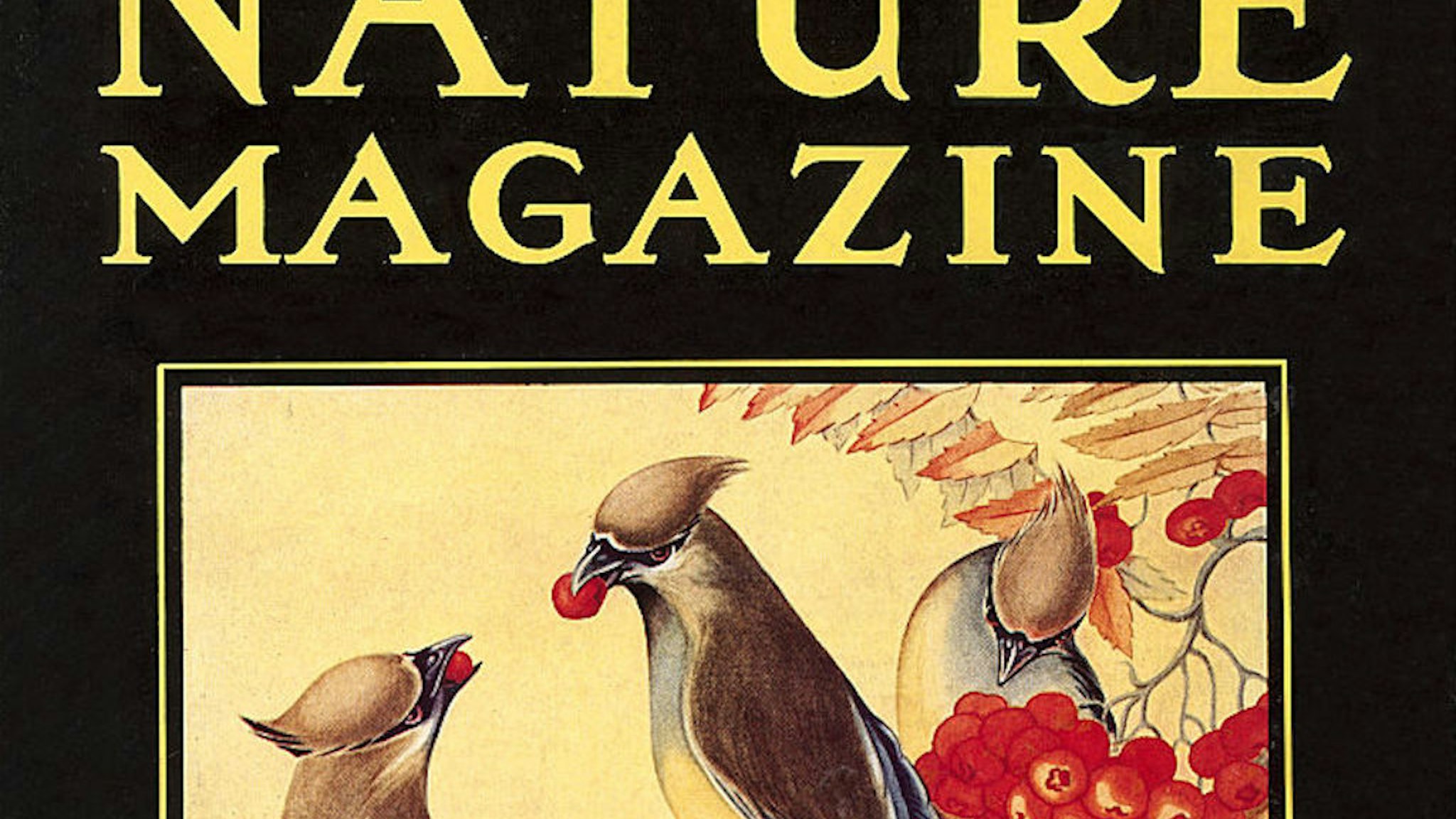 Vintage illustration of Nature Magazine Cover, Birds, 1930s.