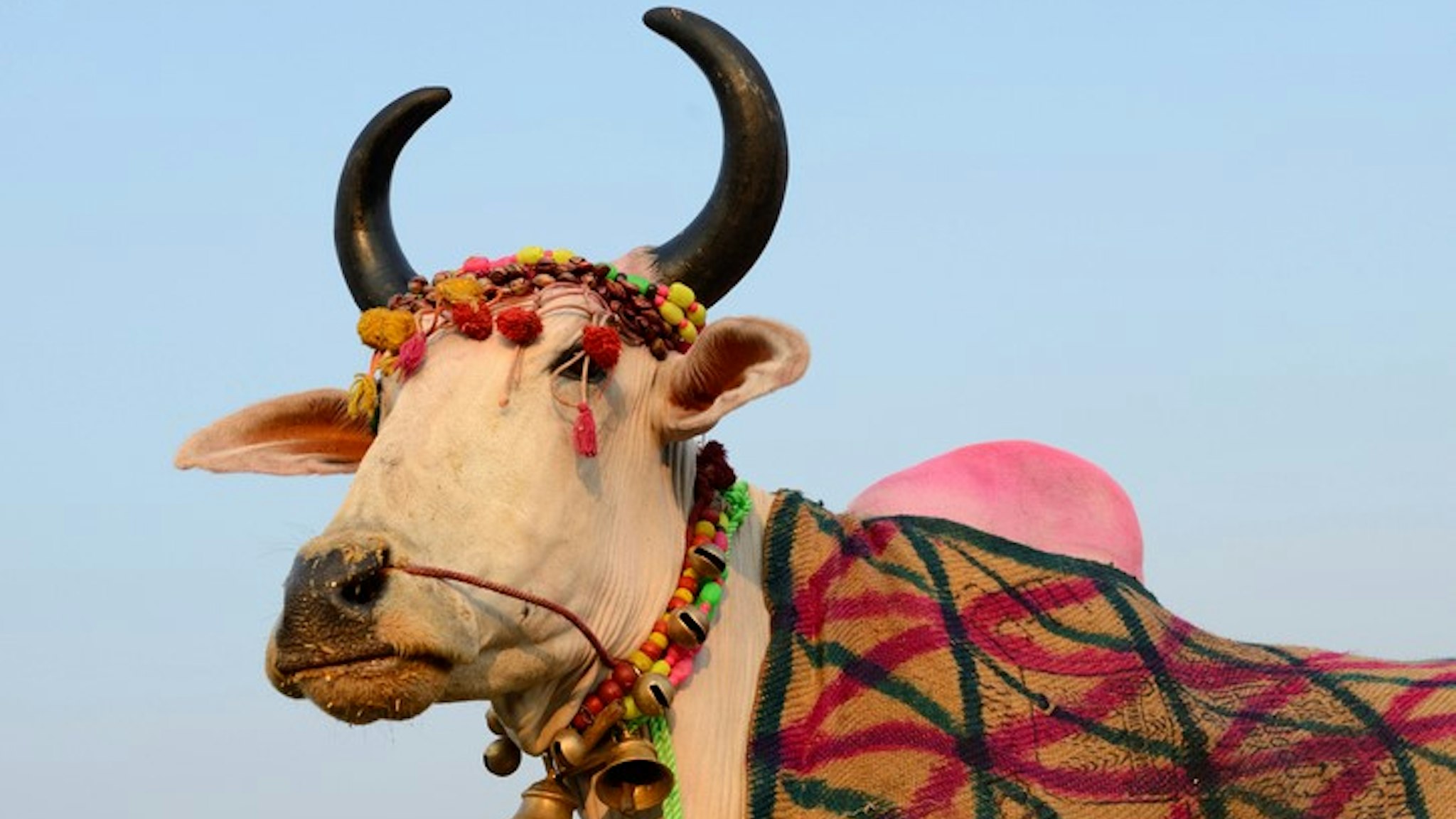 India, Bihar, Patna region, Sonepur livestock fair, Cattle market, Prize cow