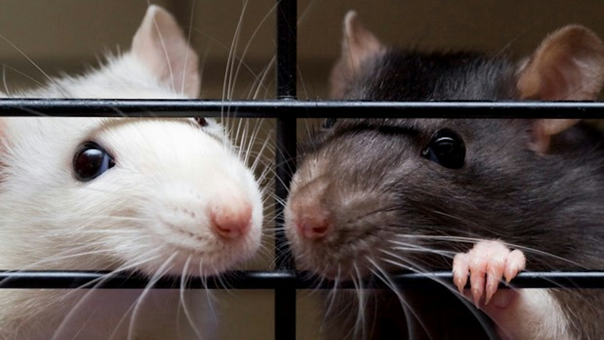 Close up of two pet fancy rats, one white and silver, one dark brown and white, looking through bars of their cage.
