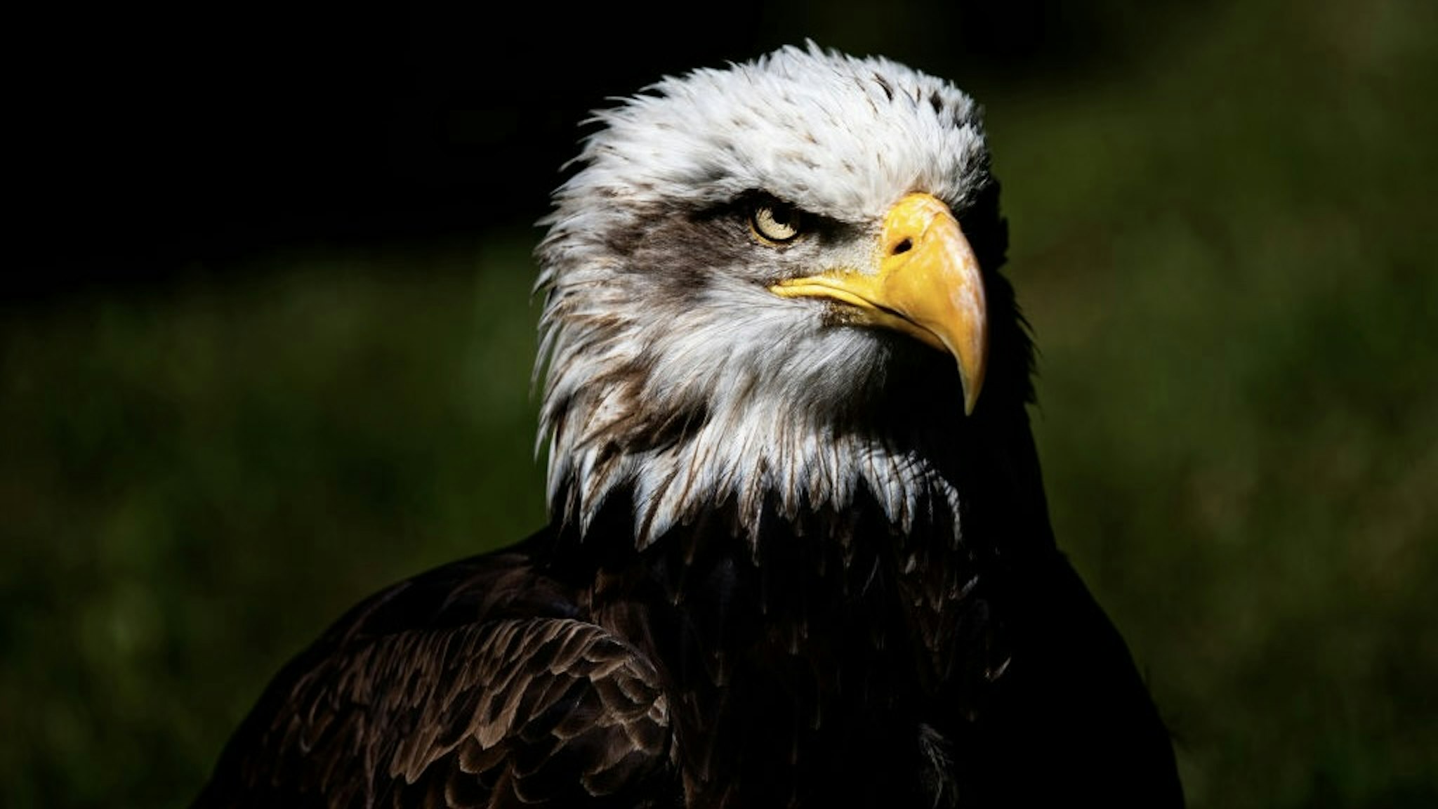 Portraits Of Zoo Animals During Coronavirus Lockdown SANTANDER, SPAIN - MAY 26:The bald eagle also known as the American eagle, white-headed eagle, white-headed eagle or American eagle is an accipitriform bird of prey of the Accipitridae family, which inhabits North America, from southern Canada to Baja California Sur and Sonora in Mexico. It is a large blackish eagle with a white tail and head. It is the national symbol of the United States of America Cabarceno nature park gives the animals plenty of space to be as natural as possible on May 26, 2020 in Santander, Spain. (Photo by David S. Bustamante/Soccrates Images/Getty Images) Soccrates Images / Contributor via Getty Images