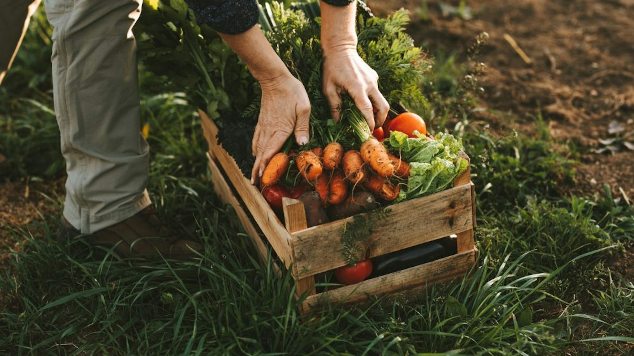 Low Angle View Of Farmer Vegetables On Field - stock photo