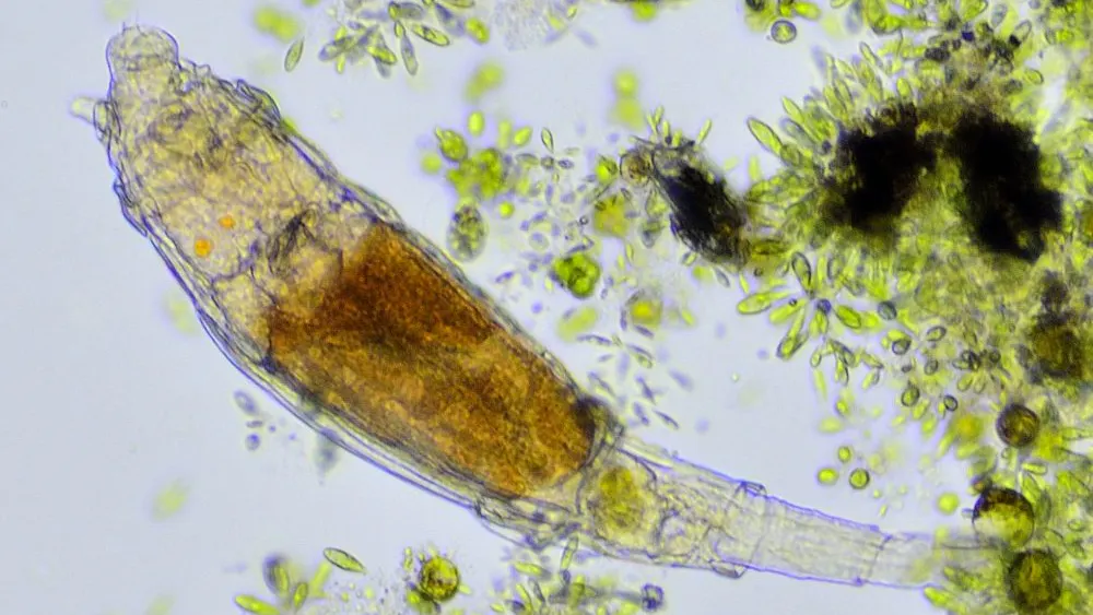 After 24,000 Years Frozen In Siberia, An Arctic Animal Just Came Back To Life