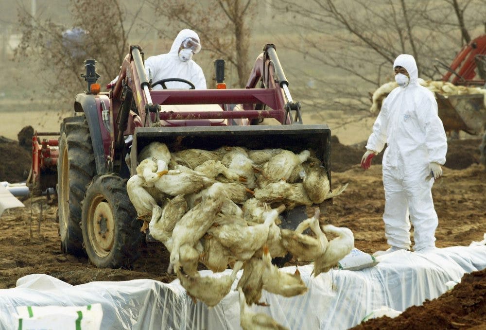 China Downplays First Human Case Of H10N3 Bird Flu, ‘Risk Of Large