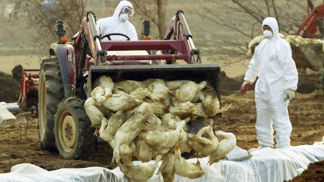 CHEONAN, SOUTH KOREA - DECEMBER 22: South Korean soldiers and national veterinary and quarantine service personnel bury hundreds of carcasses at a duck farm affected by a highly pathogenic avian influenza on December 22, 2003 in Cheonan, southeast of Seoul. Nearly a million chickens and ducks will be slaughtered across South Korea to combat a highly contagious strain of bird flu outbreak that has spread across the country and could also infect humans, the government said on Monday.
