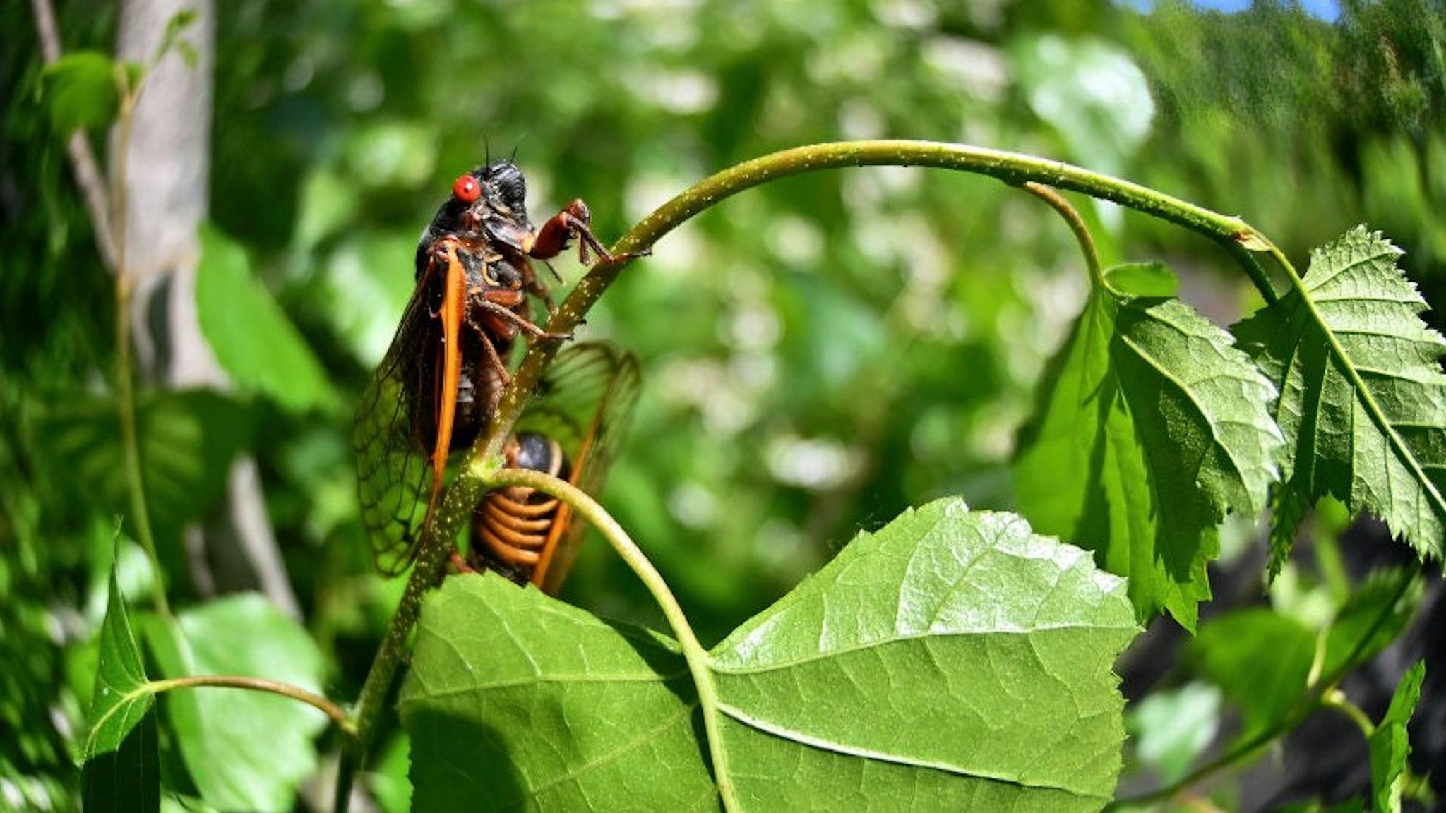 NANTICOKE, UNITED STATES - 2021/06/05: Brood X also known as the Great Eastern Brood Cicada seen in Pennsylvania. Every 17 years, Brood X cicadas come out of the ground to mate and die. (Photo by