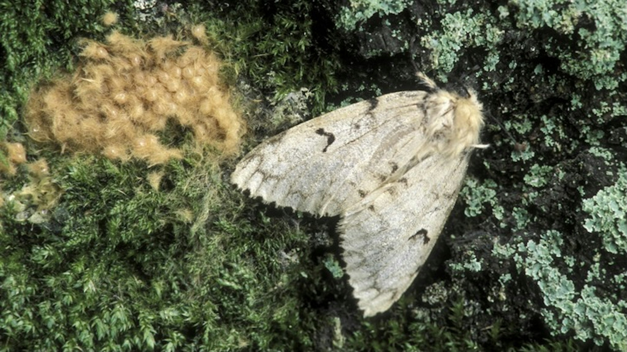 Gypsy moth. Female with egg mass, Lymantria dispar. One female can produce an egg mass of 400 eggs. Michigan. Forest tree pests. - stock photo Ed Reschke via Getty Images